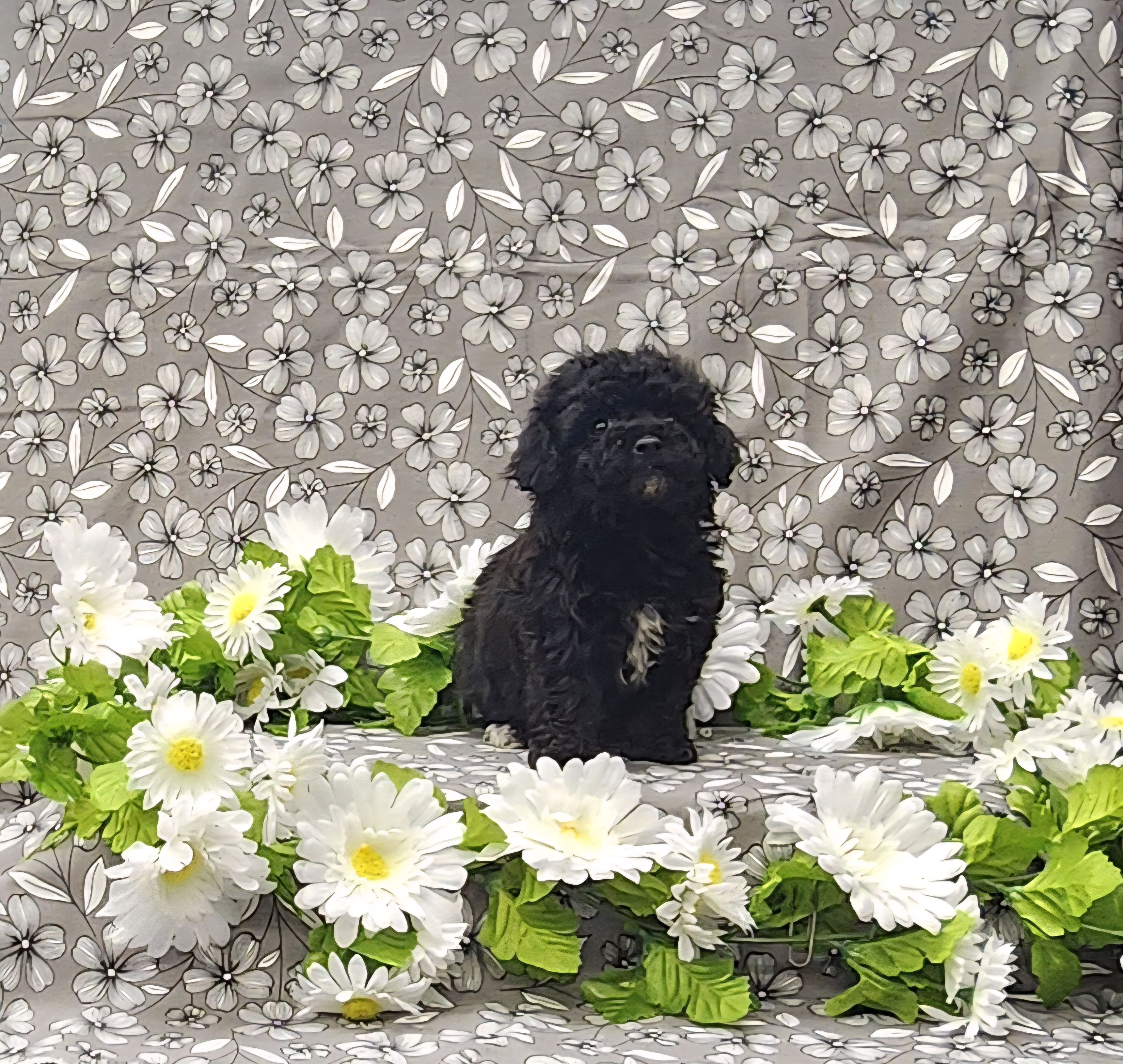 Blossom, a female Poodle - Toy  for sale in Bay Minette, AL – Photo 2 of 3