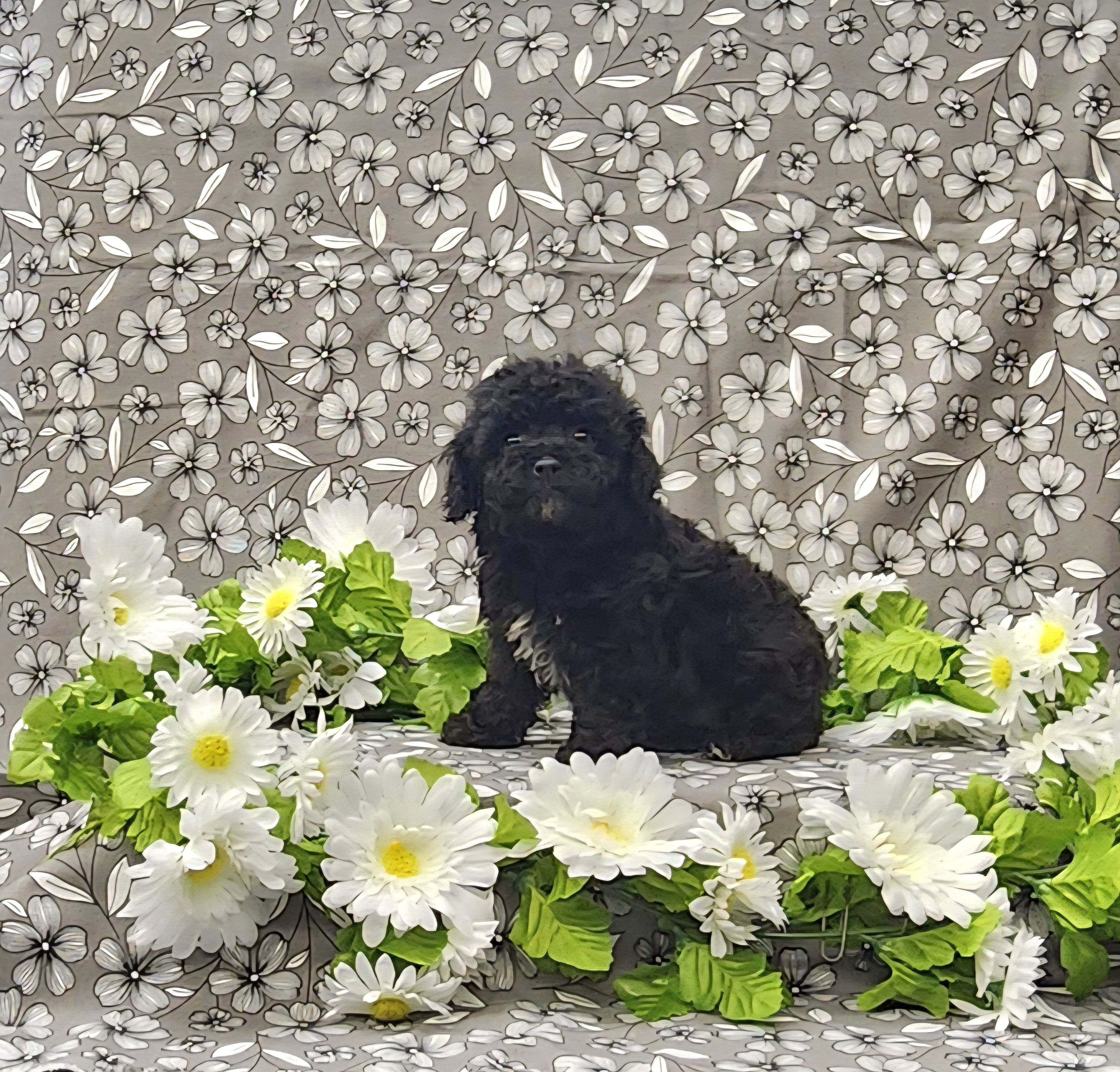 Blossom – Poodle - Toy  puppy for sale in Bay Minette, AL