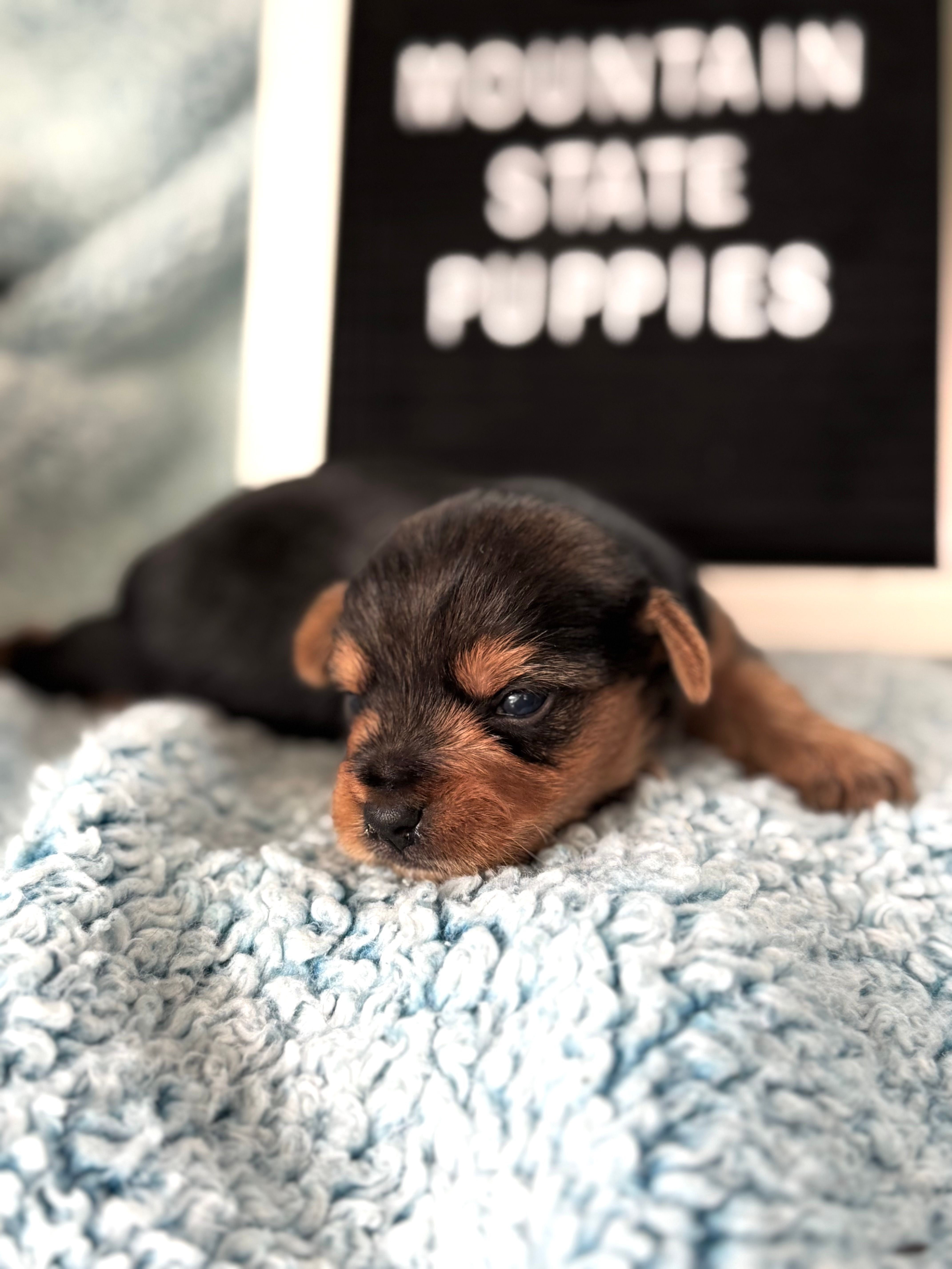 Yorkie Male 1 – Yorkshire Terrier puppy for sale in Charleston, WV