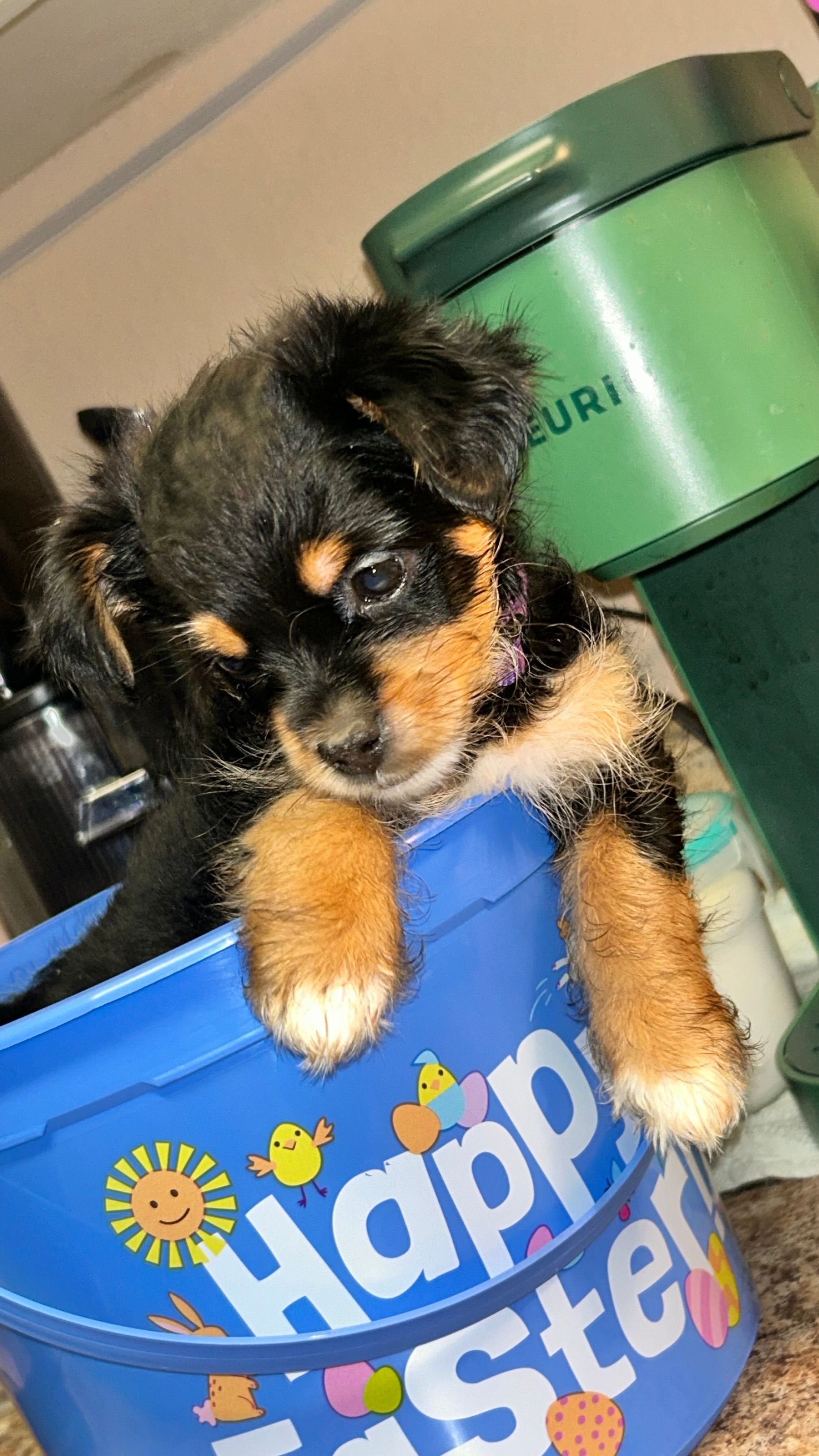 Purrps – Maltipoo puppy for sale in Sacramento, CA