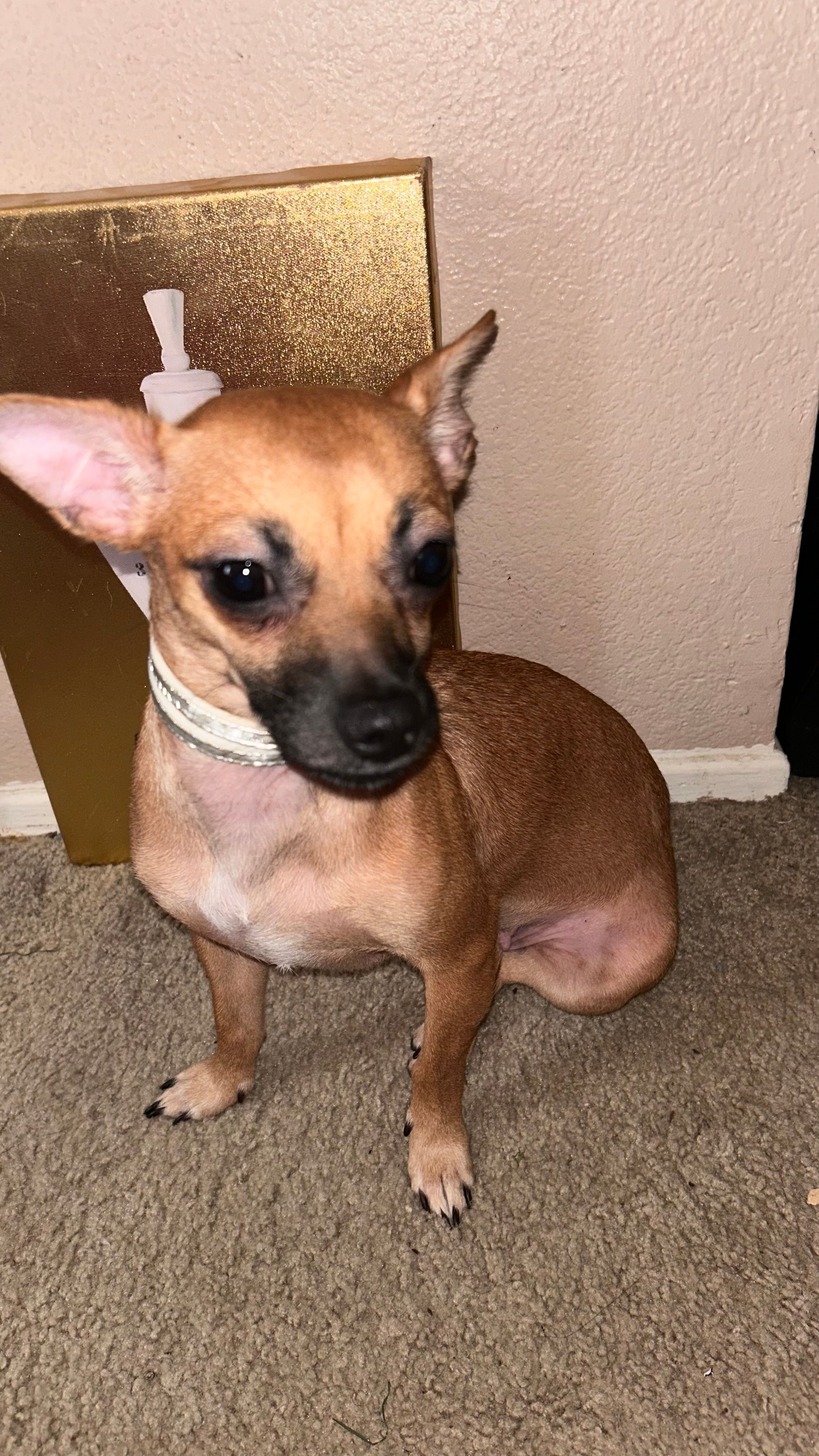 Daisy – Chiweenie puppy for sale in Elk Grove, CA