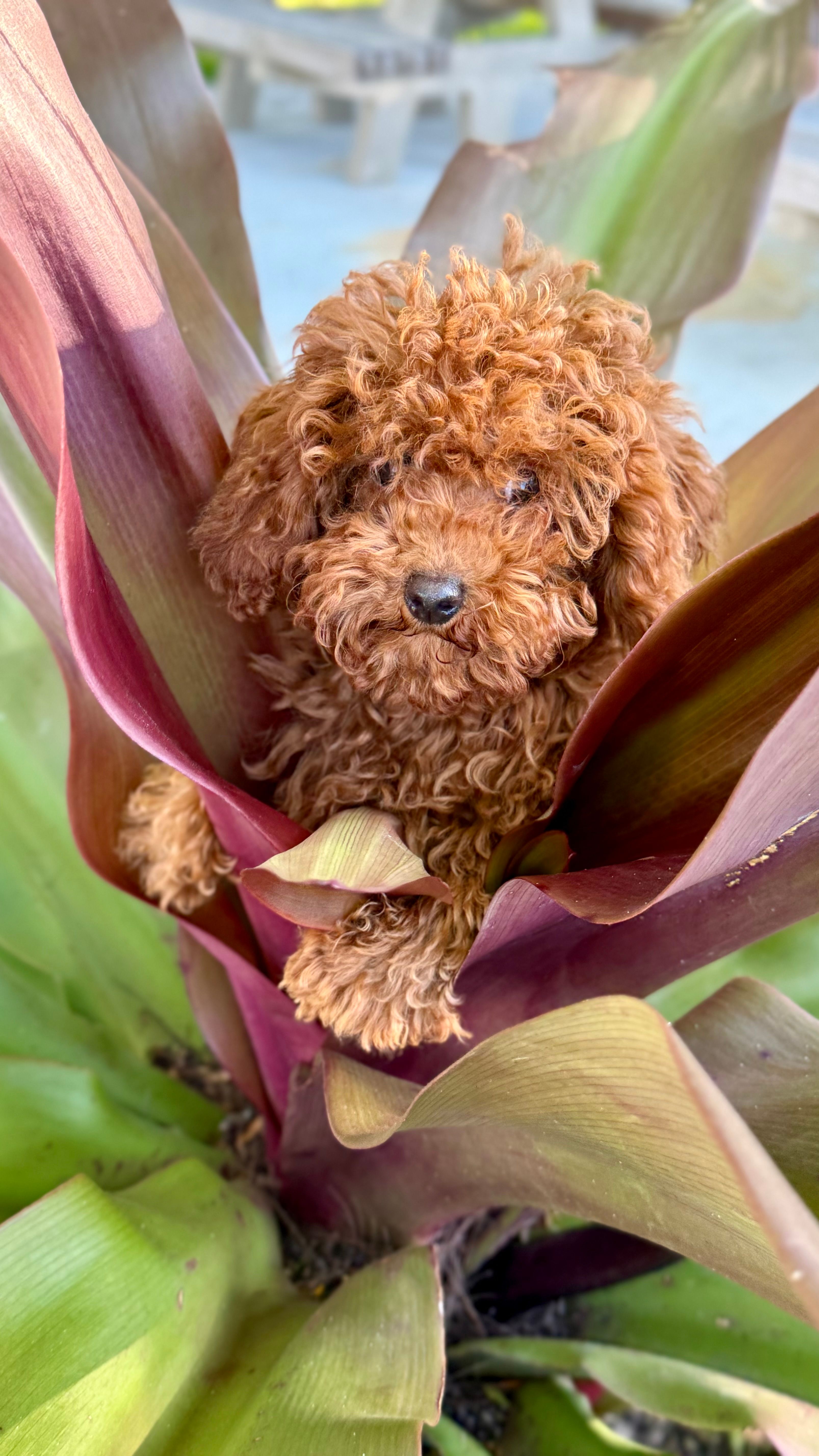 Prince – Poodle - Toy  puppy for sale in Hallandale Beach, FL
