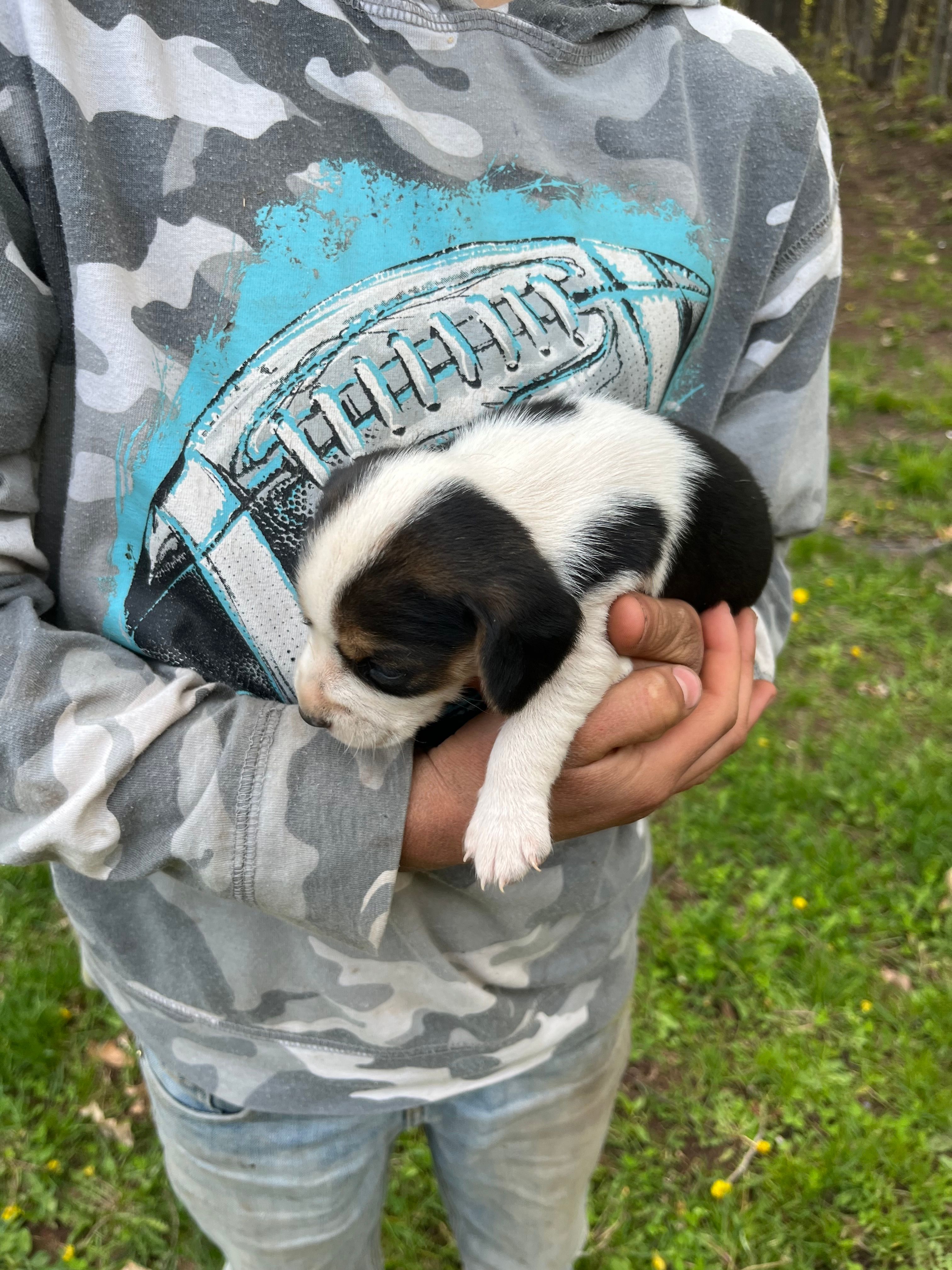 Puppy 9  – Beagle puppy for sale in South Range, WI