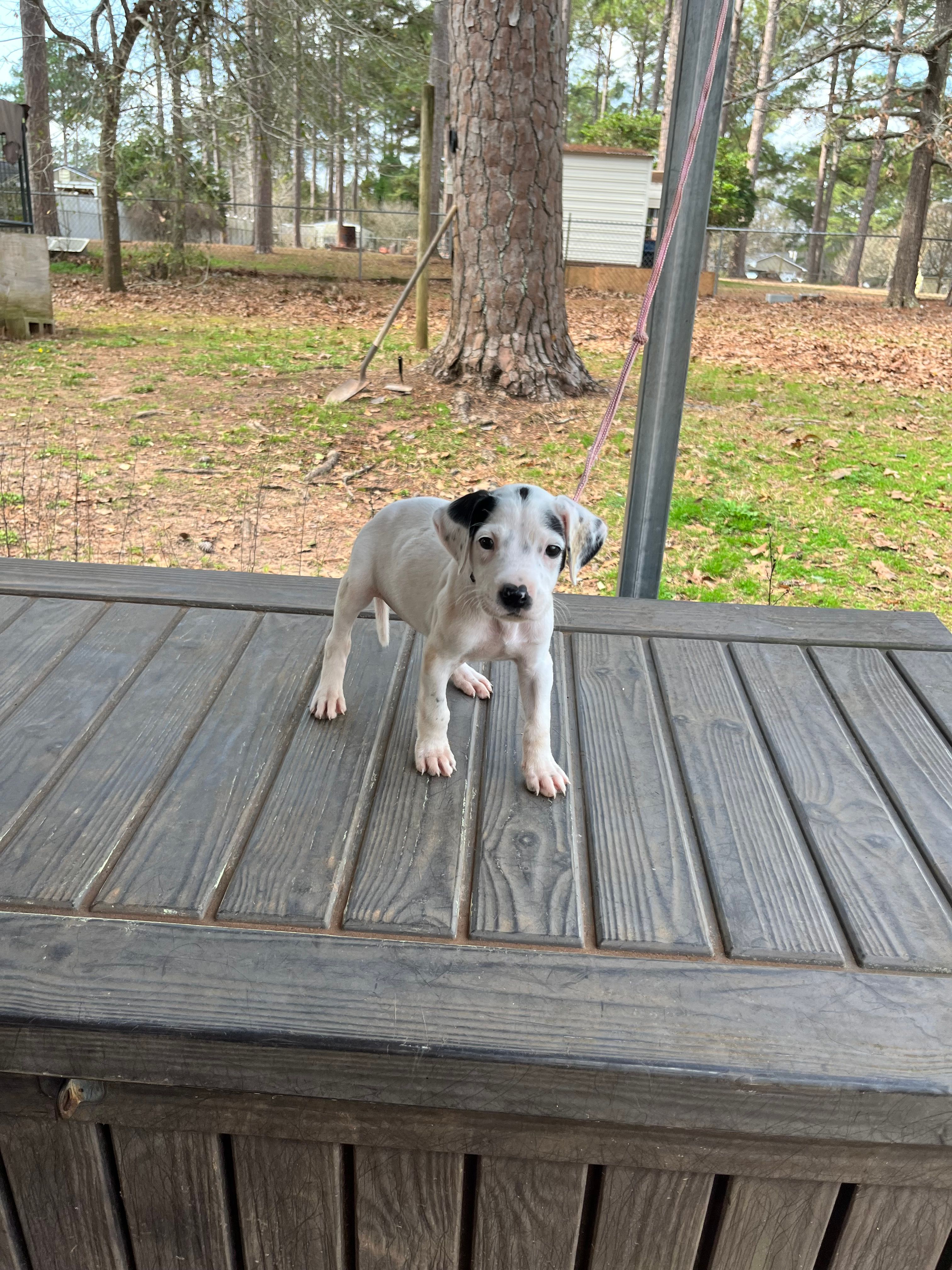 Heaven – Dogo Argentino puppy for sale in Albany, GA