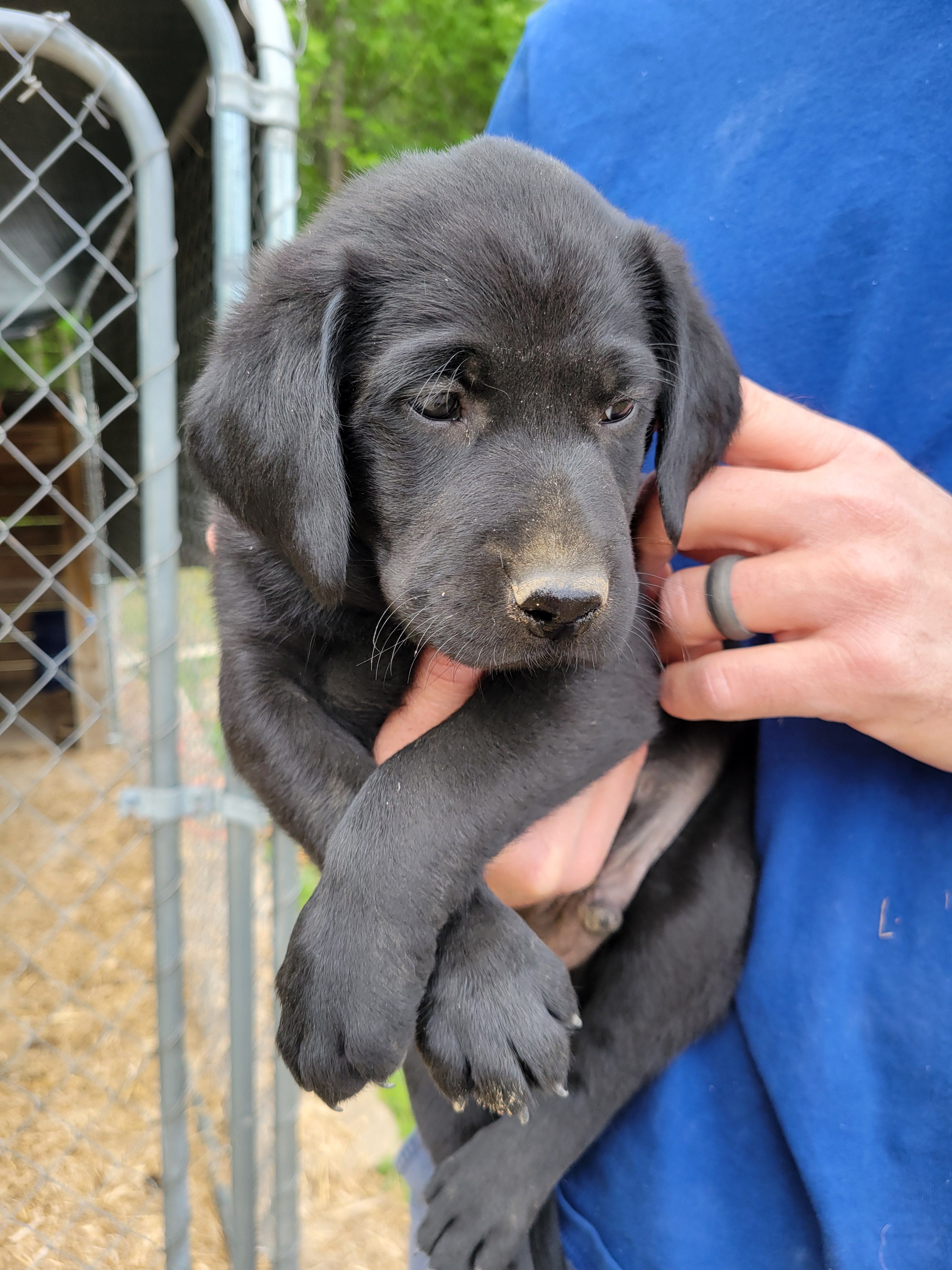 Will – Labrador Retriever puppy for sale in Rocky Mount, NC