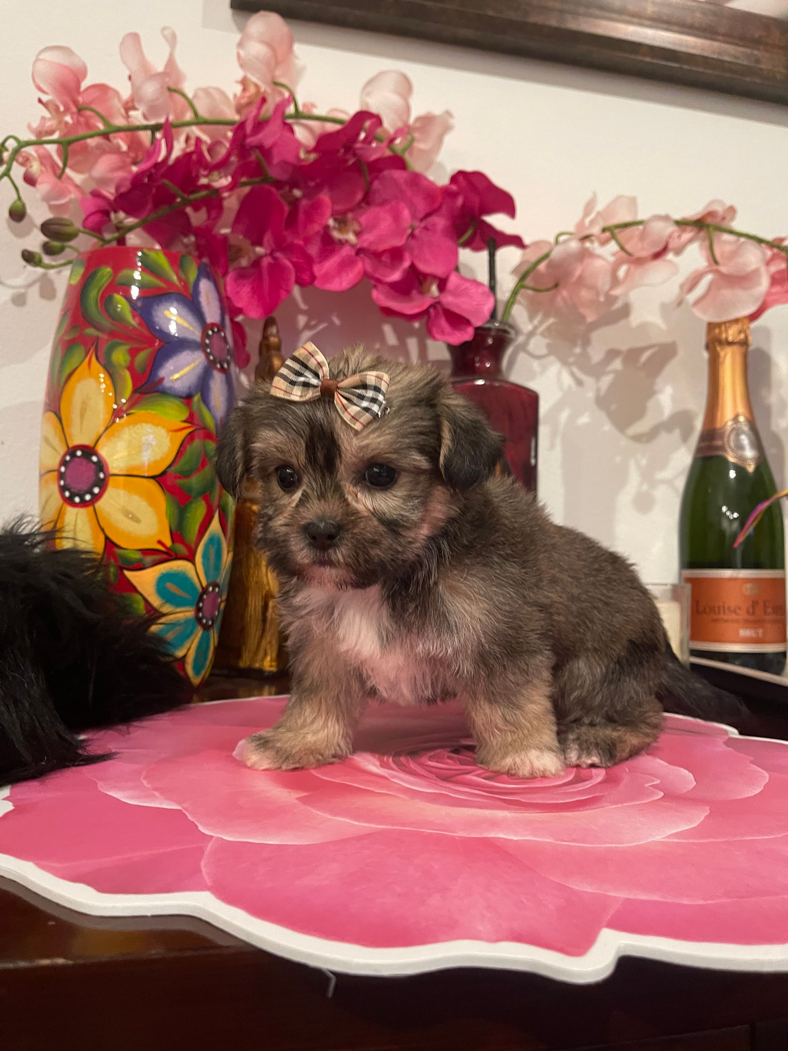 Delilah – Yorkshire Terrier, Shorkie puppy for sale in Chino Hills, CA