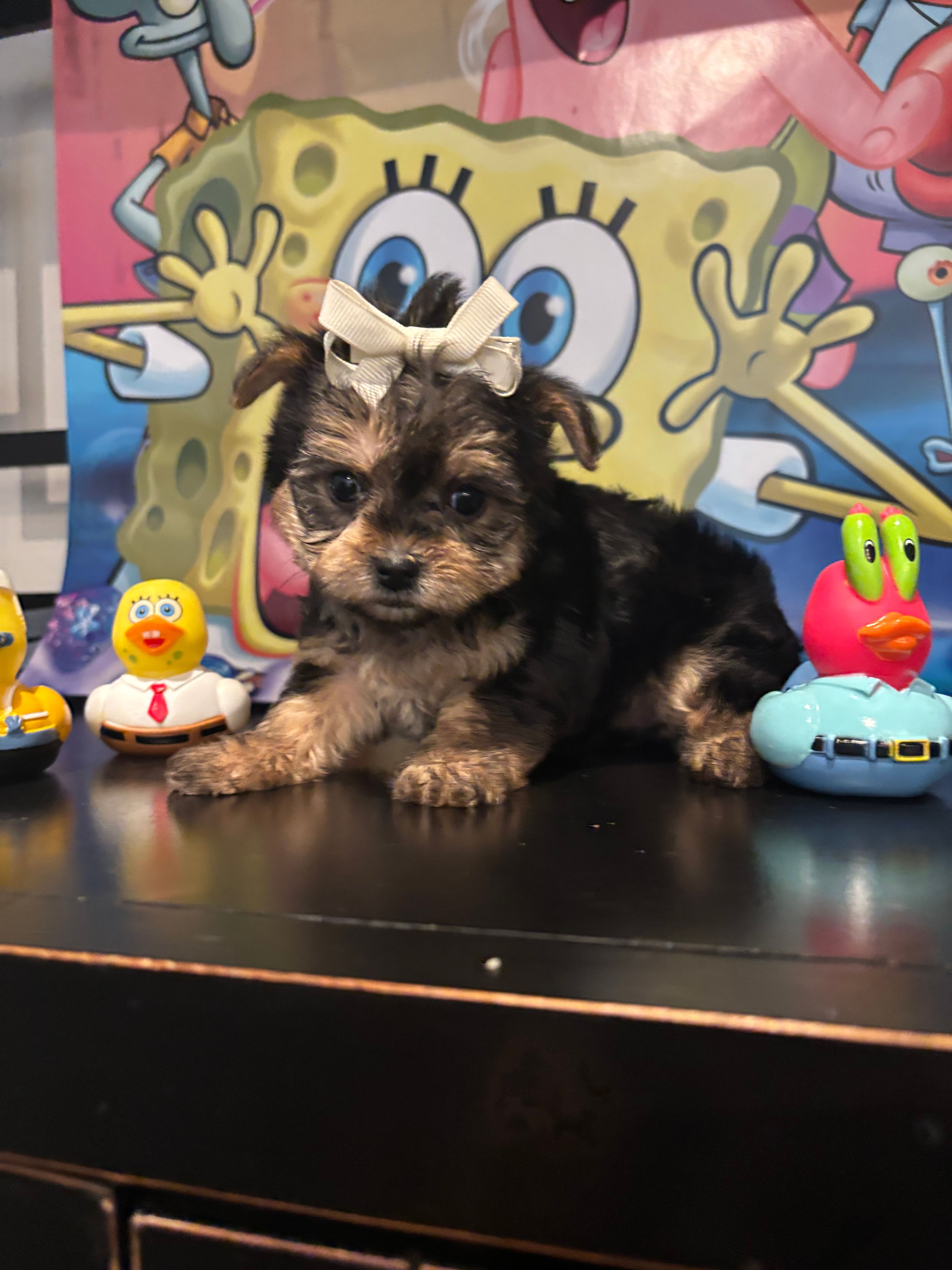 Luna  – Maltese, Yorkshire Terrier puppy for sale in Chino Hills, CA