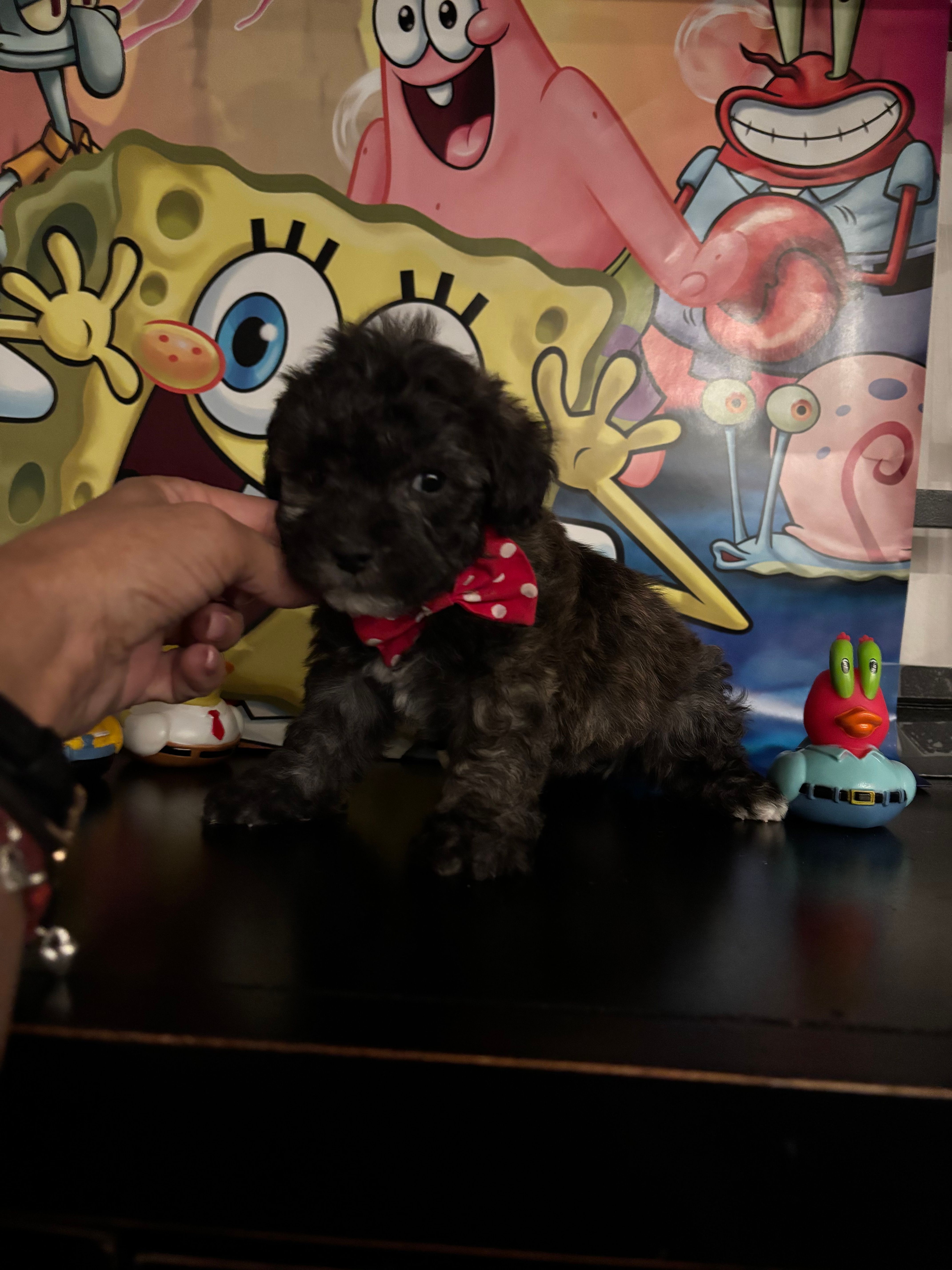 Clyde  – Maltipoo puppy for sale in Chino Hills, CA