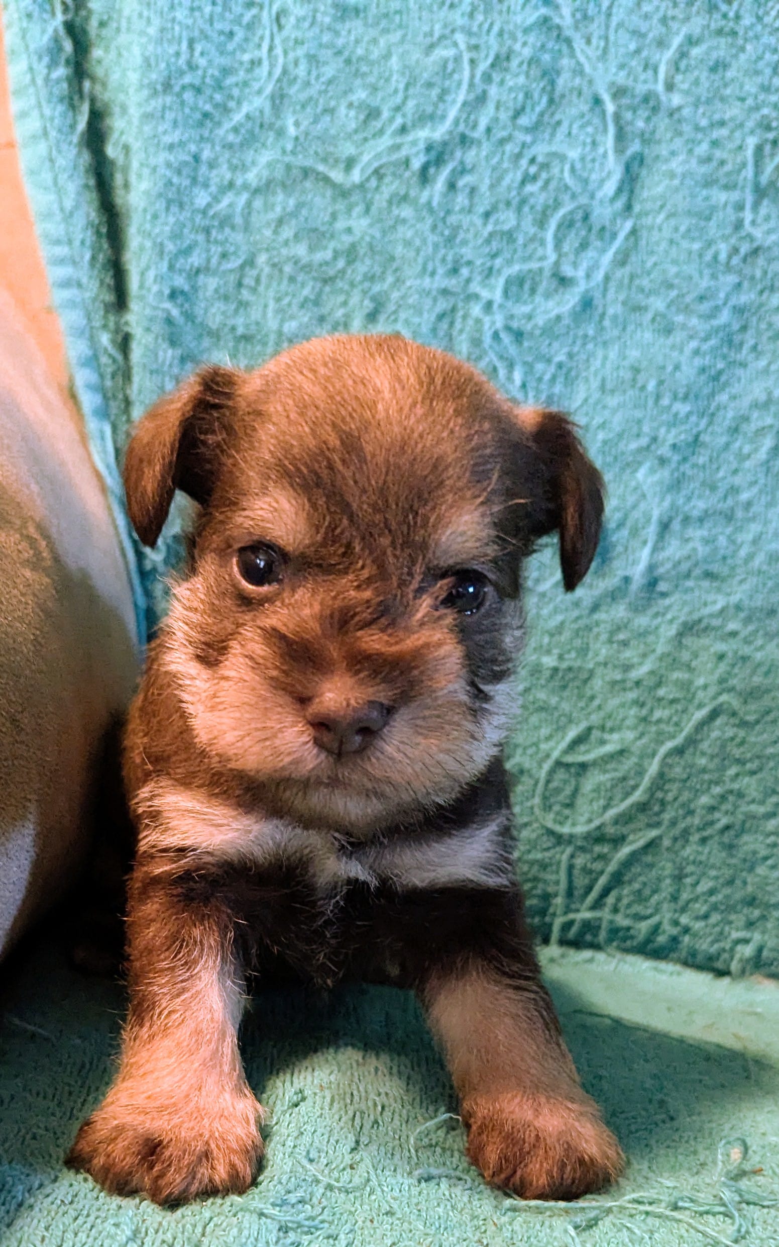 Shaw – Miniature Schnauzer puppy for sale in Subiaco, AR