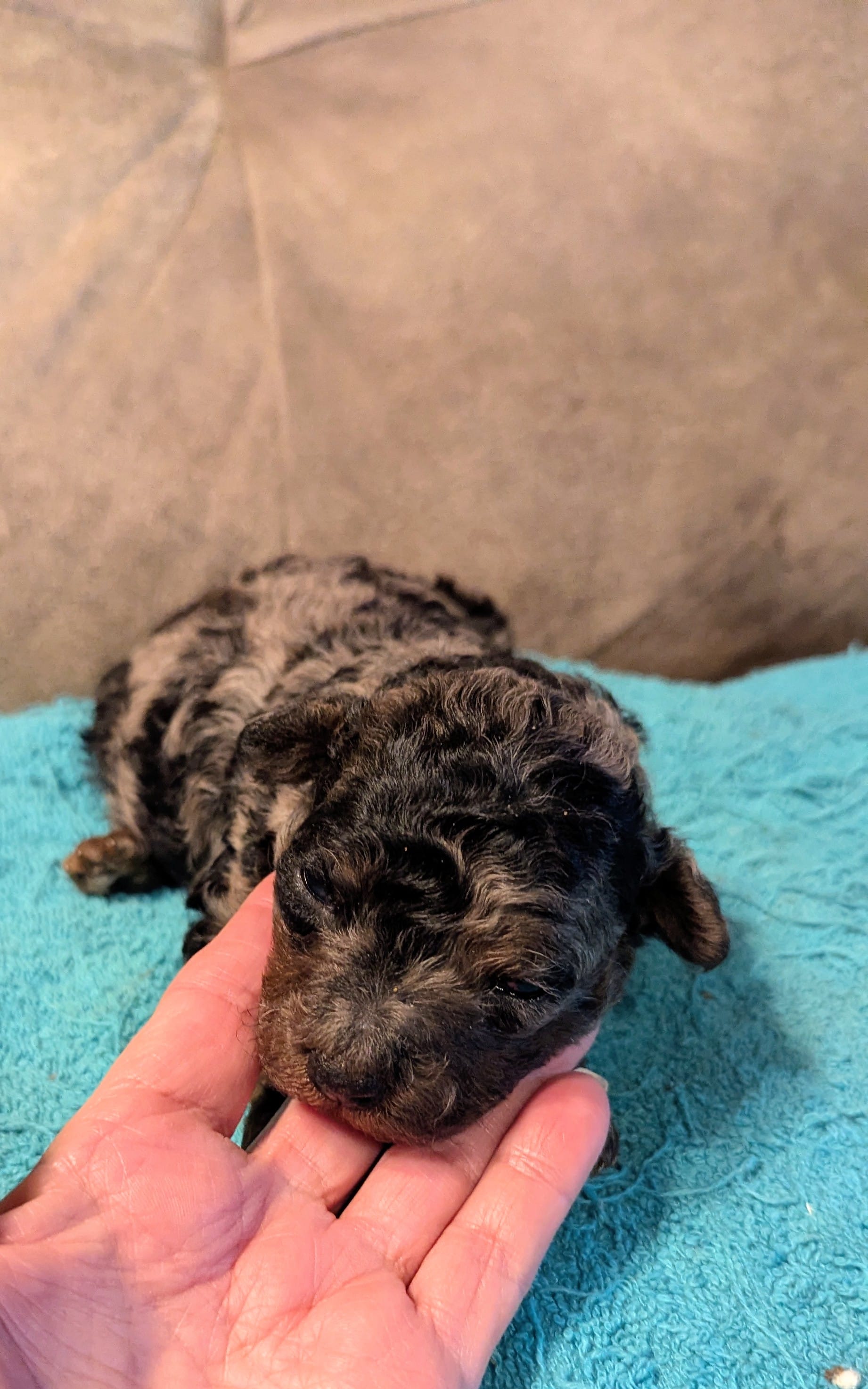 Bluebell  – Poodle - Miniature  puppy for sale in Subiaco, AR