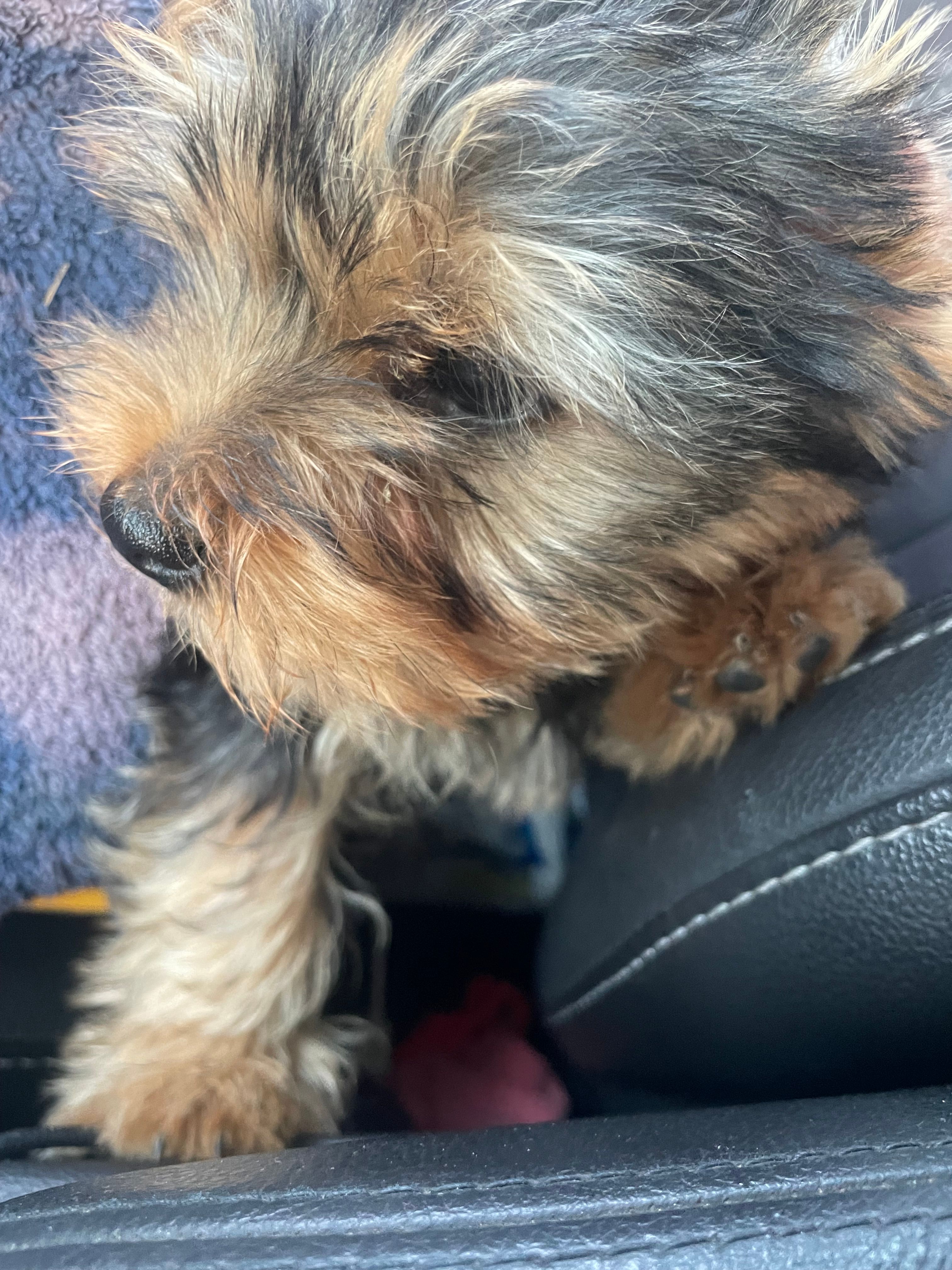 Toto2 – Yorkshire Terrier puppy for sale in Brockton, MA