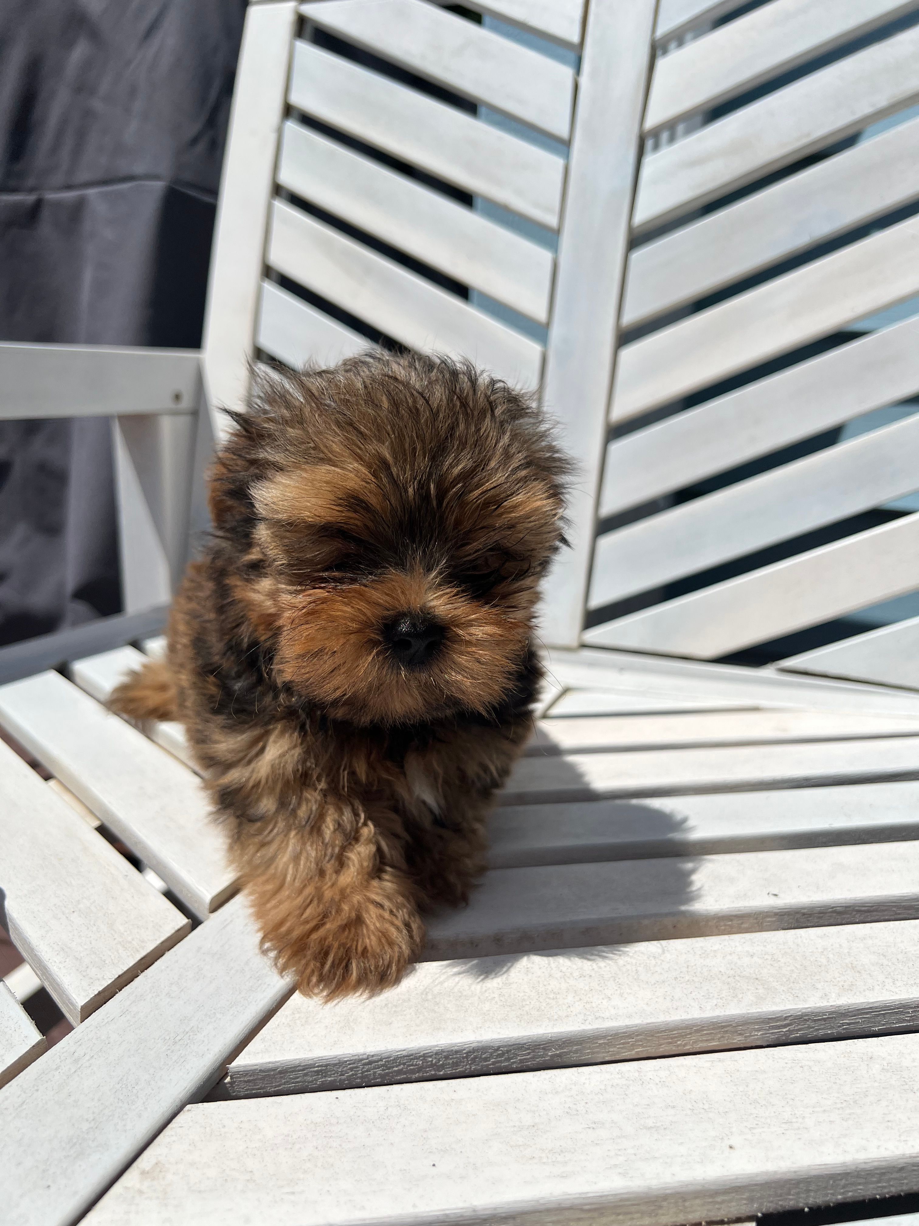 Tommy – Yorkipoo puppy for sale in Williamsburg, MO