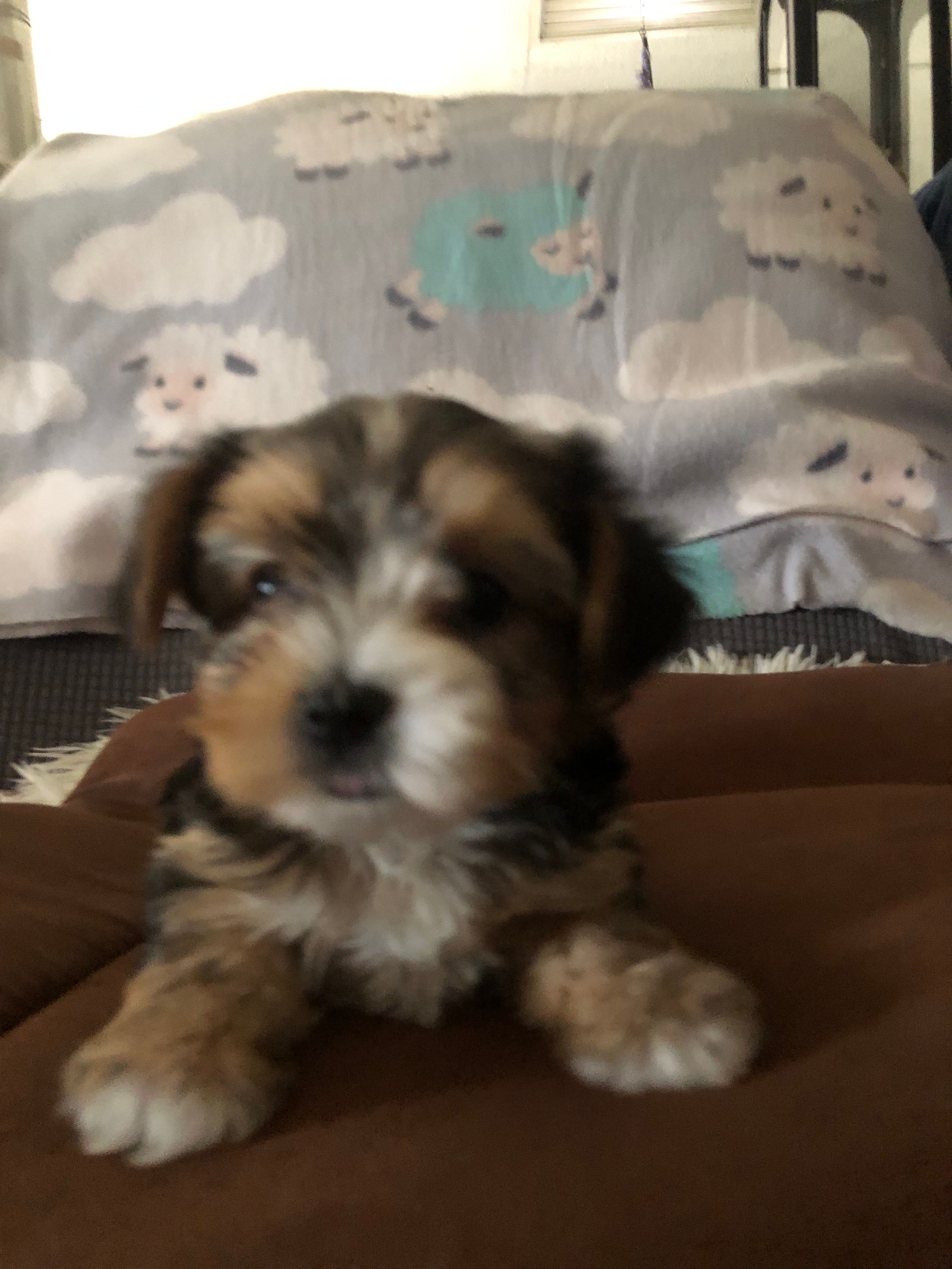 Candi – Yorkshire Terrier puppy for sale in Williamsburg, MO