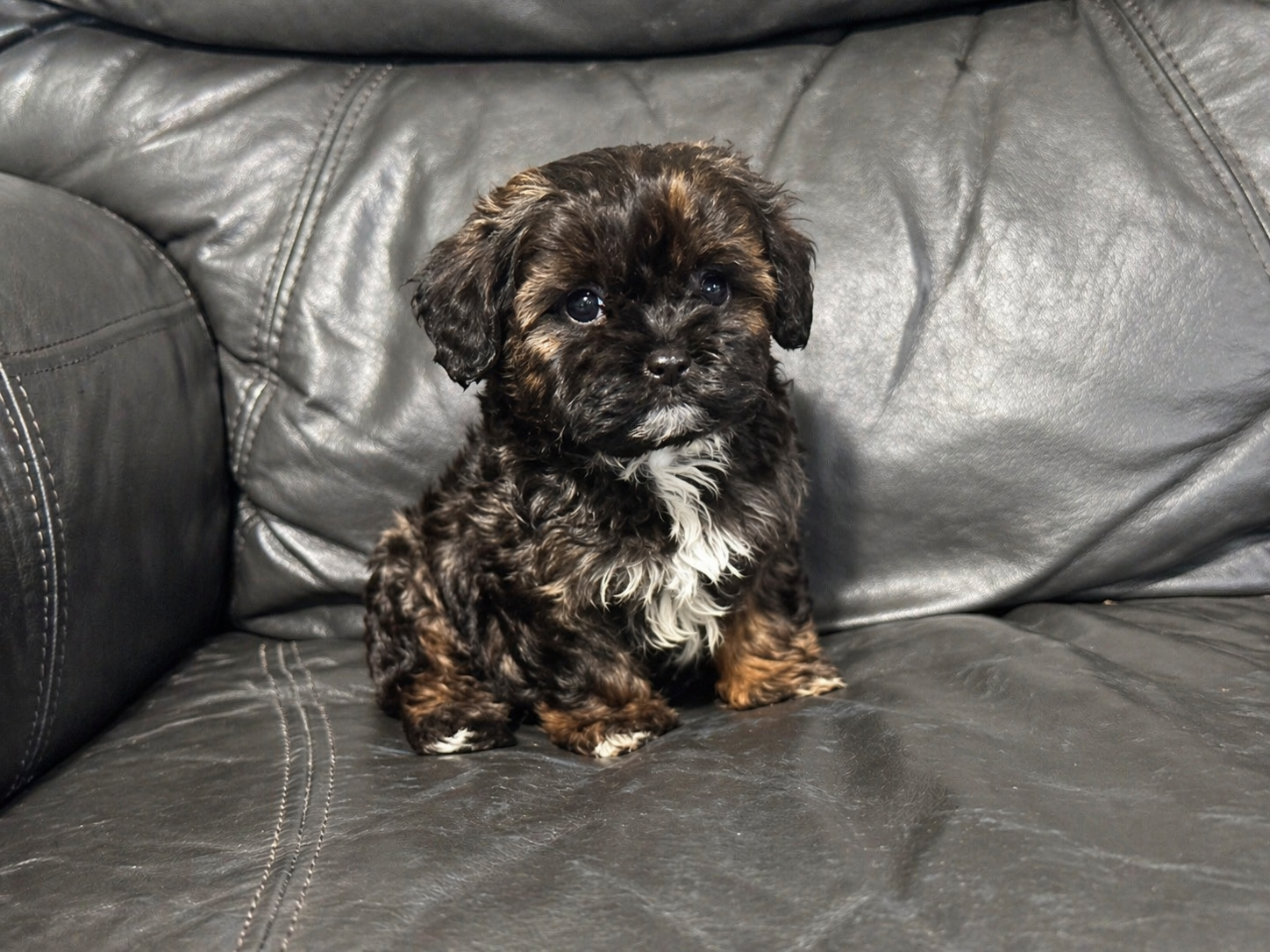 Ava – Cavapoo puppy for sale in Campbellsville, KY