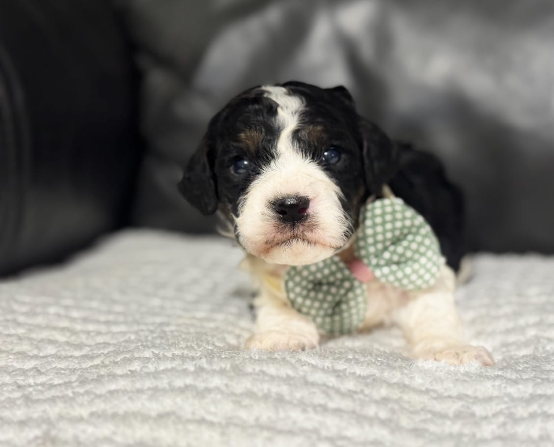 Emmet – Cavapoo puppy for sale in Campbellsville, KY