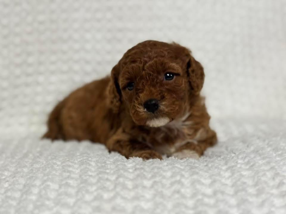 Freya – Cavapoo puppy for sale in Campbellsville, KY