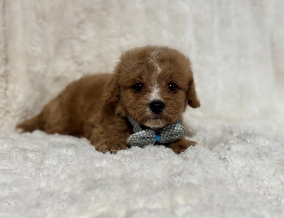 Teddy – Cavapoo puppy for sale in Campbellsville, KY
