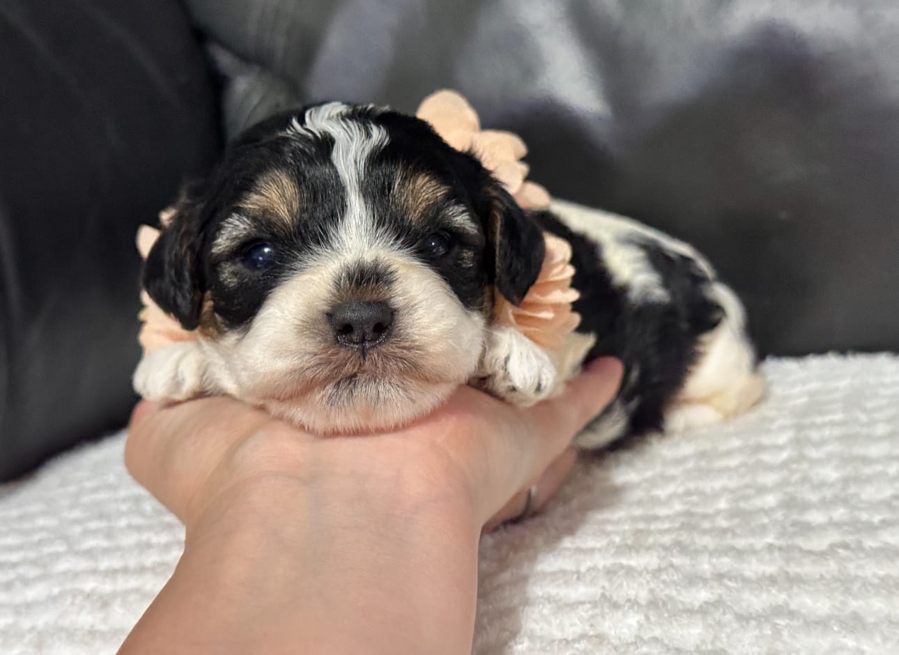 Ensley  – Cavapoo puppy for sale in Campbellsville, KY