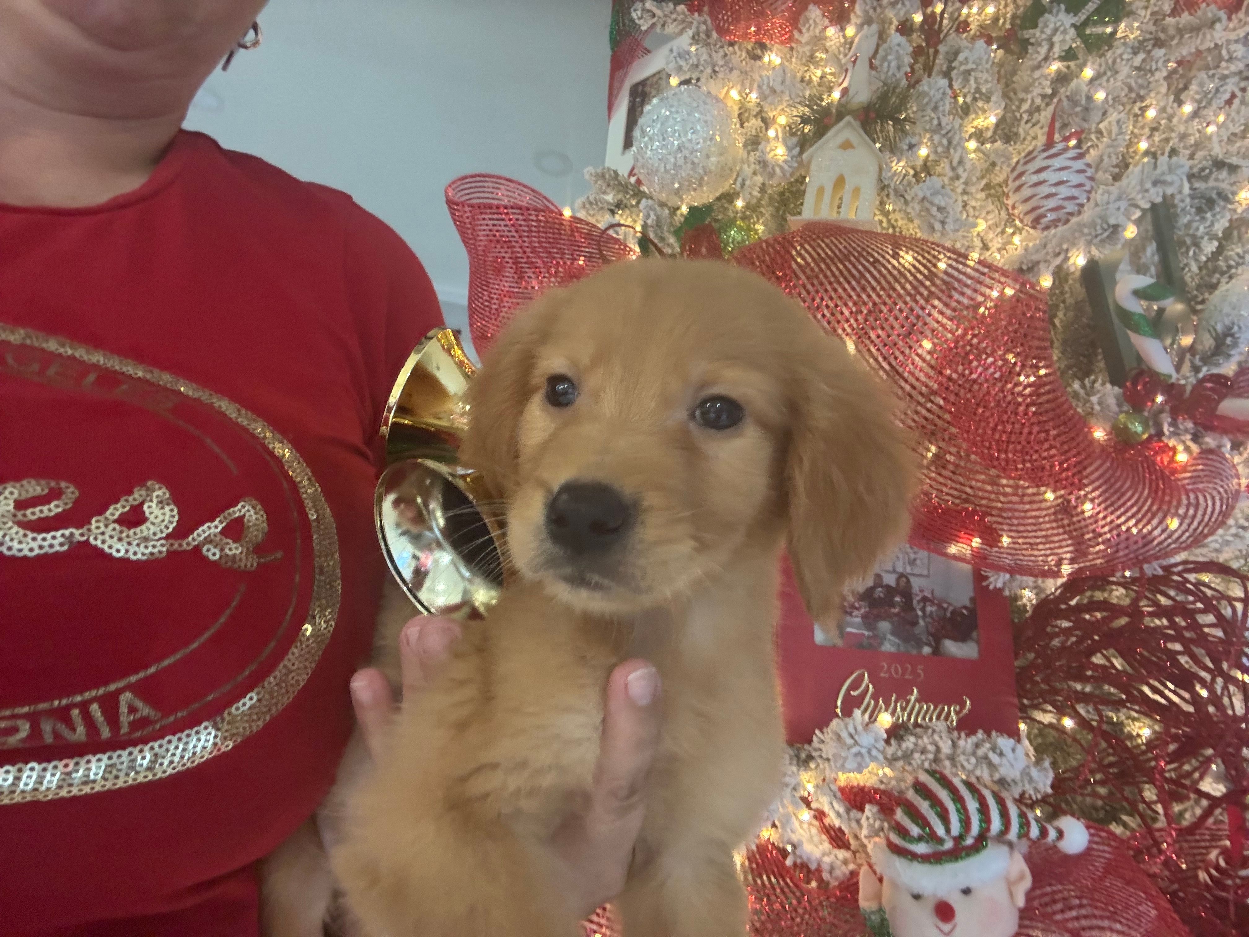 Charle  – Golden Retriever puppy for sale in Orlando, FL