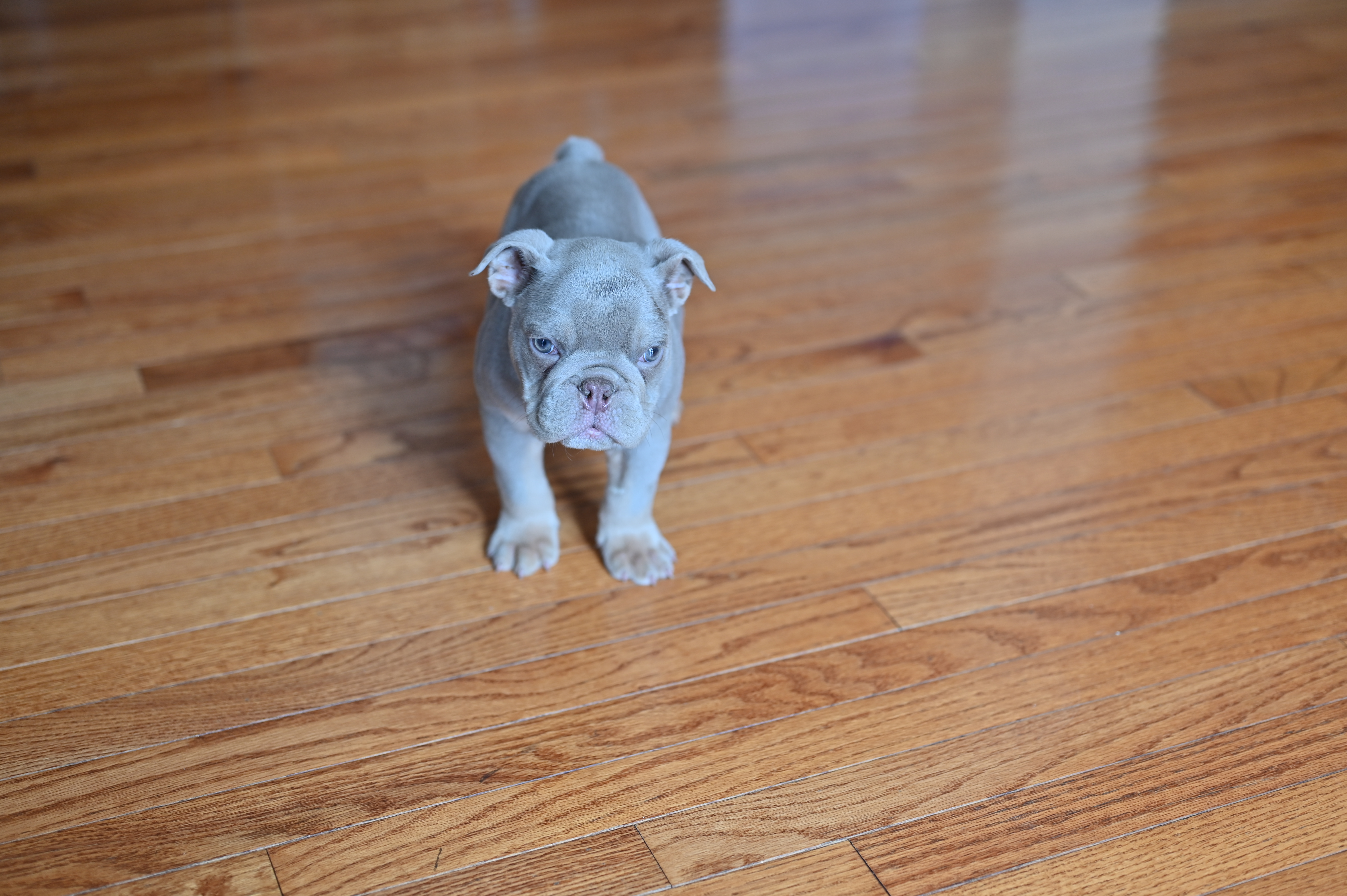 Buddy.  – Olde English Bulldogge puppy for sale in Brandywine, MD