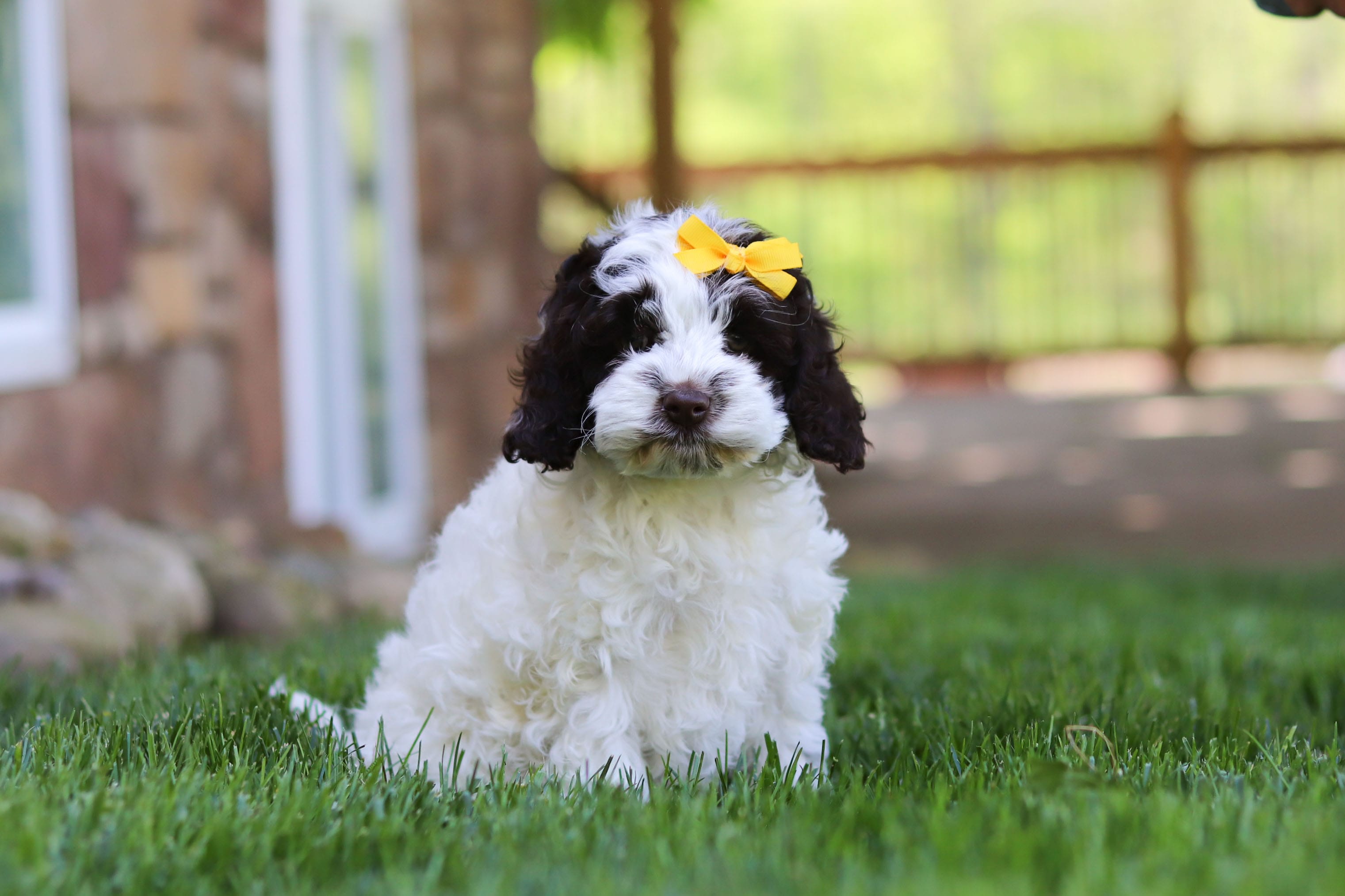 Joselyn – Cockapoo puppy for sale in Millersburg, OH