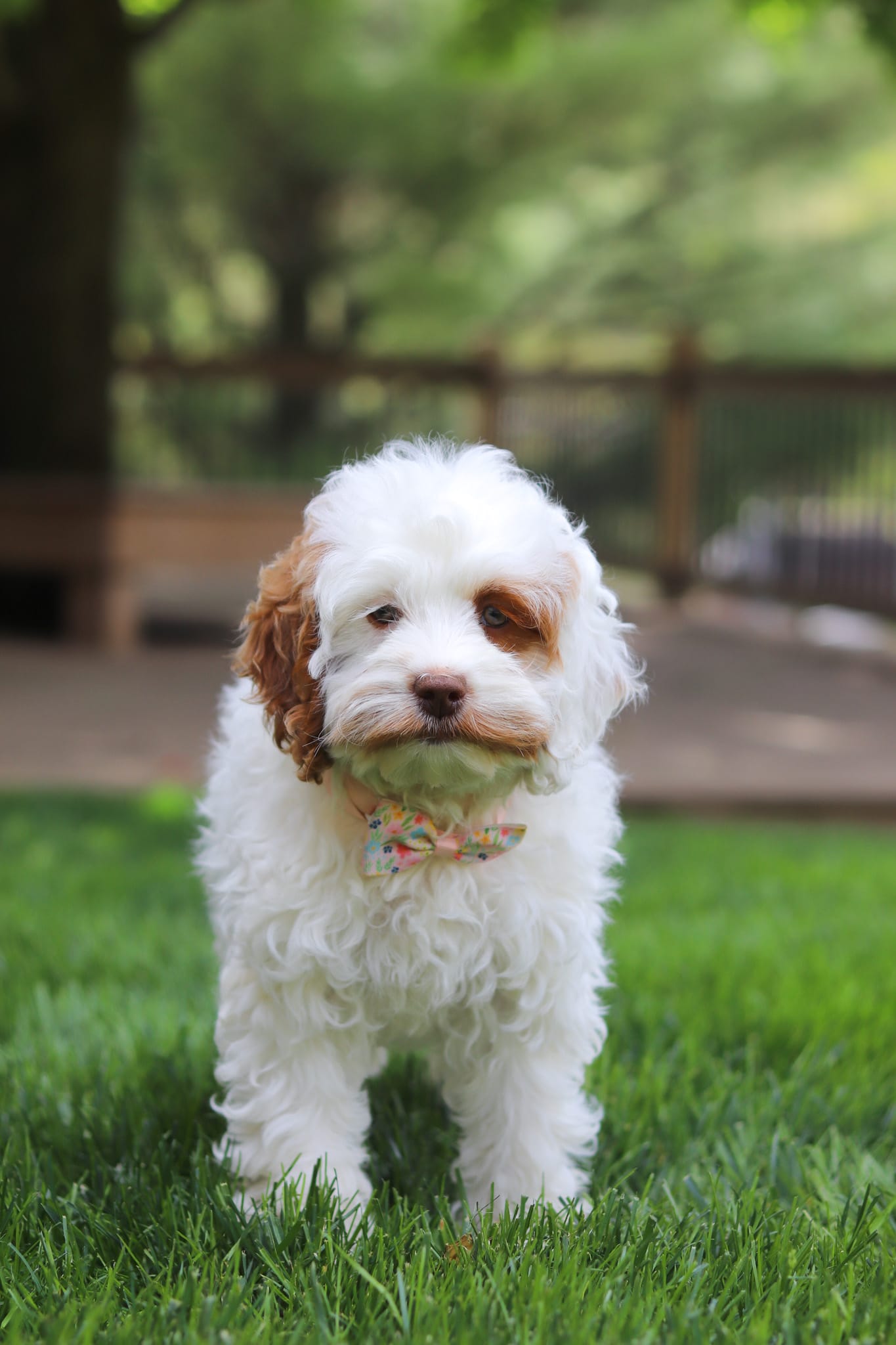 Juniper – Cockapoo puppy for sale in Millersburg, OH