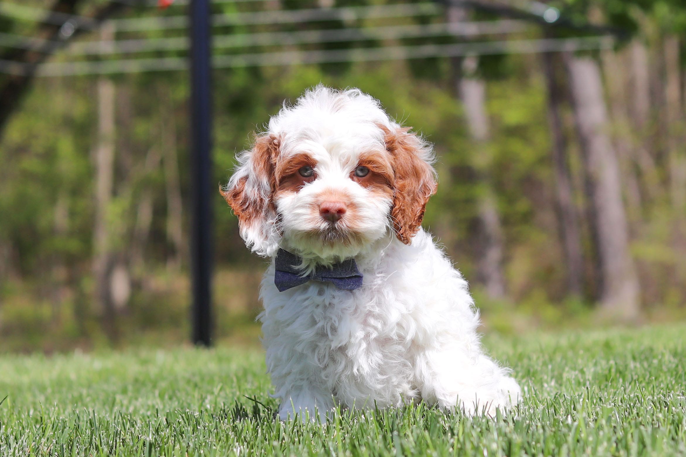 Galen – Cockapoo puppy for sale in Millersburg, OH
