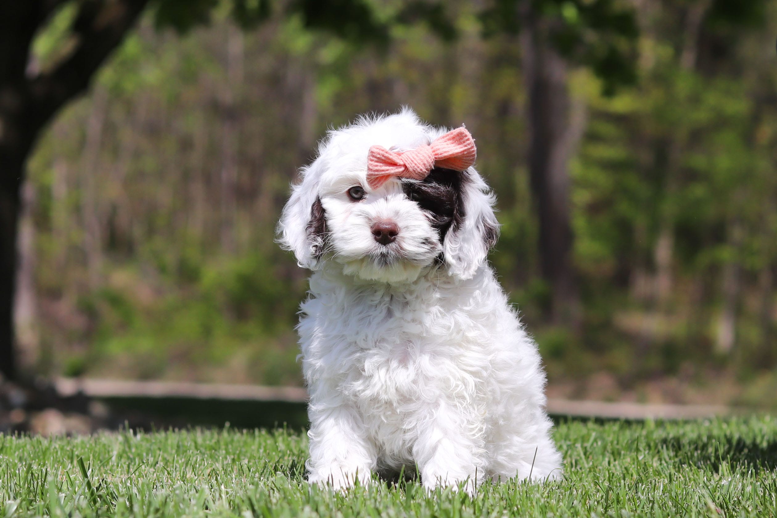Natalie – Cockapoo puppy for sale in Millersburg, OH