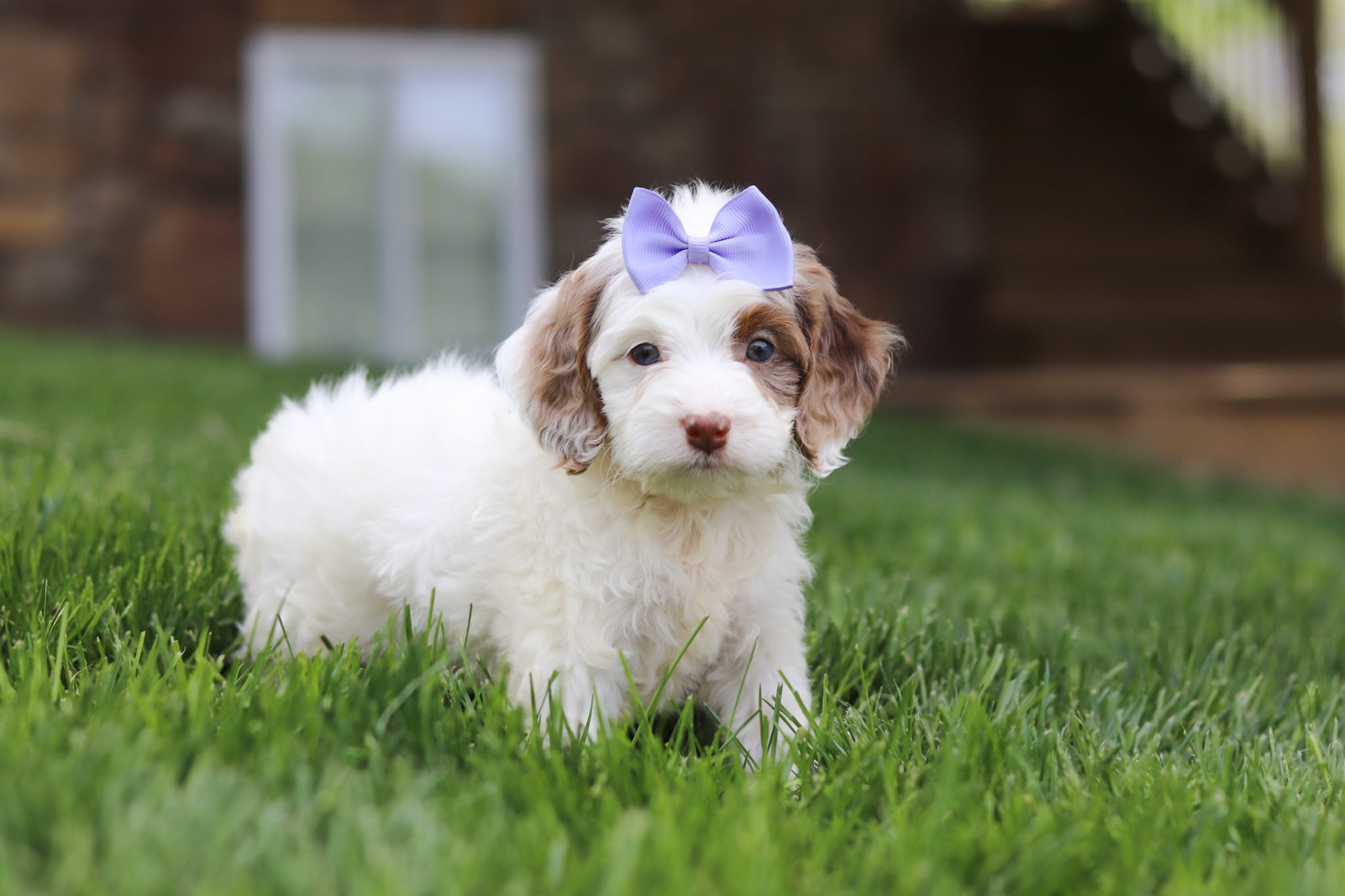 Jewel – Cockapoo puppy for sale in Millersburg, OH