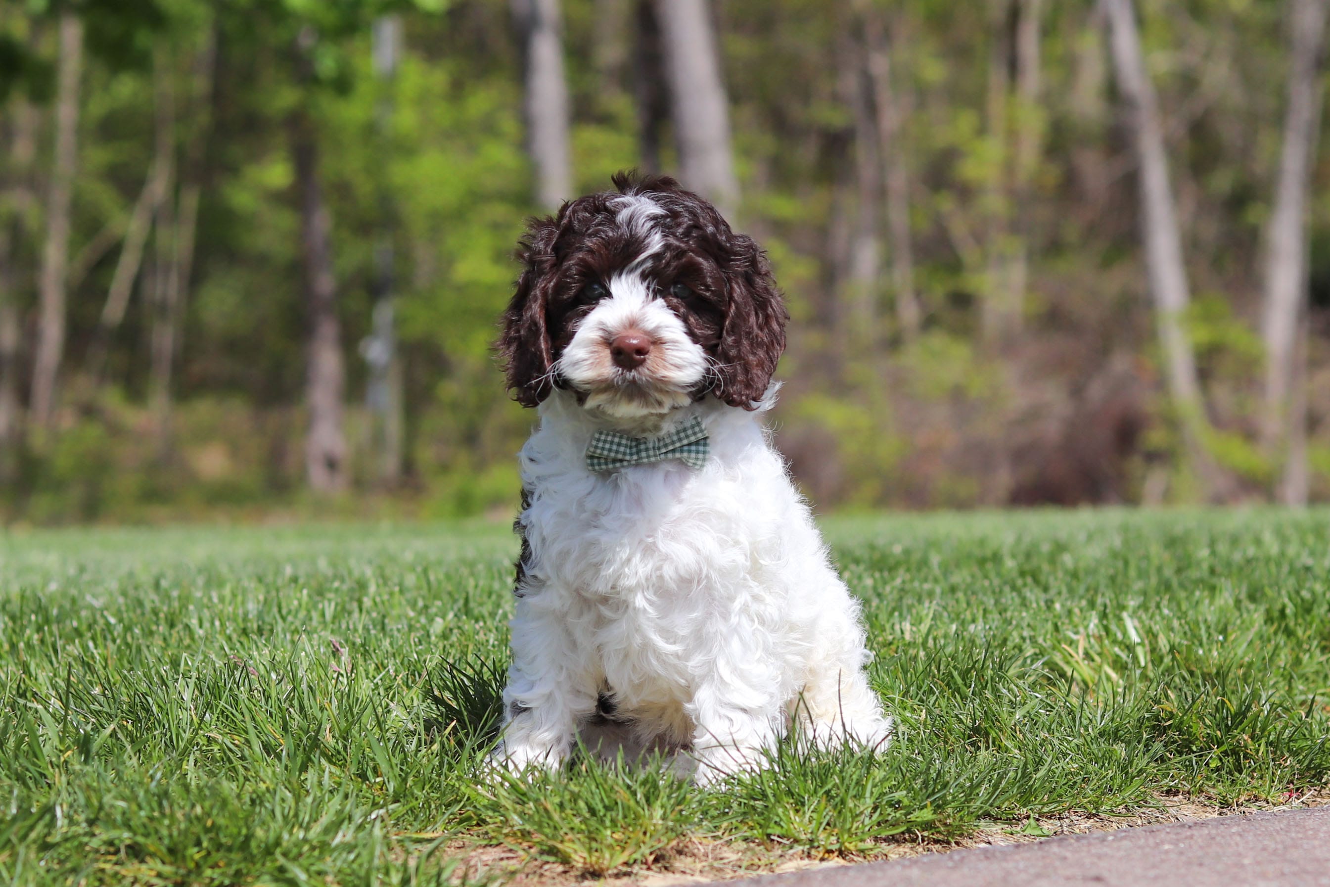 Dalton – Cockapoo puppy for sale in Millersburg, OH