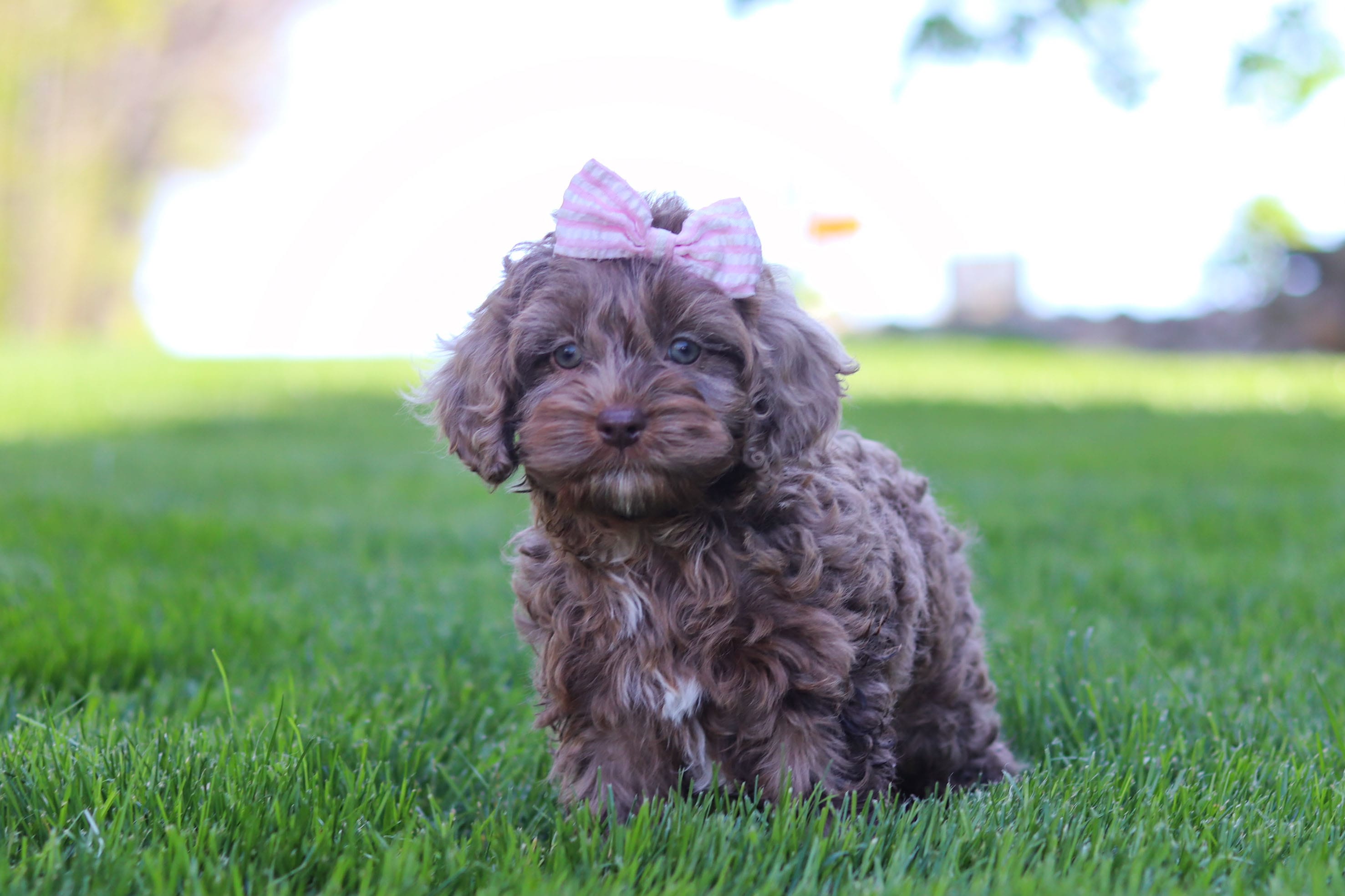 Zoey – Cockapoo puppy for sale in Millersburg, OH