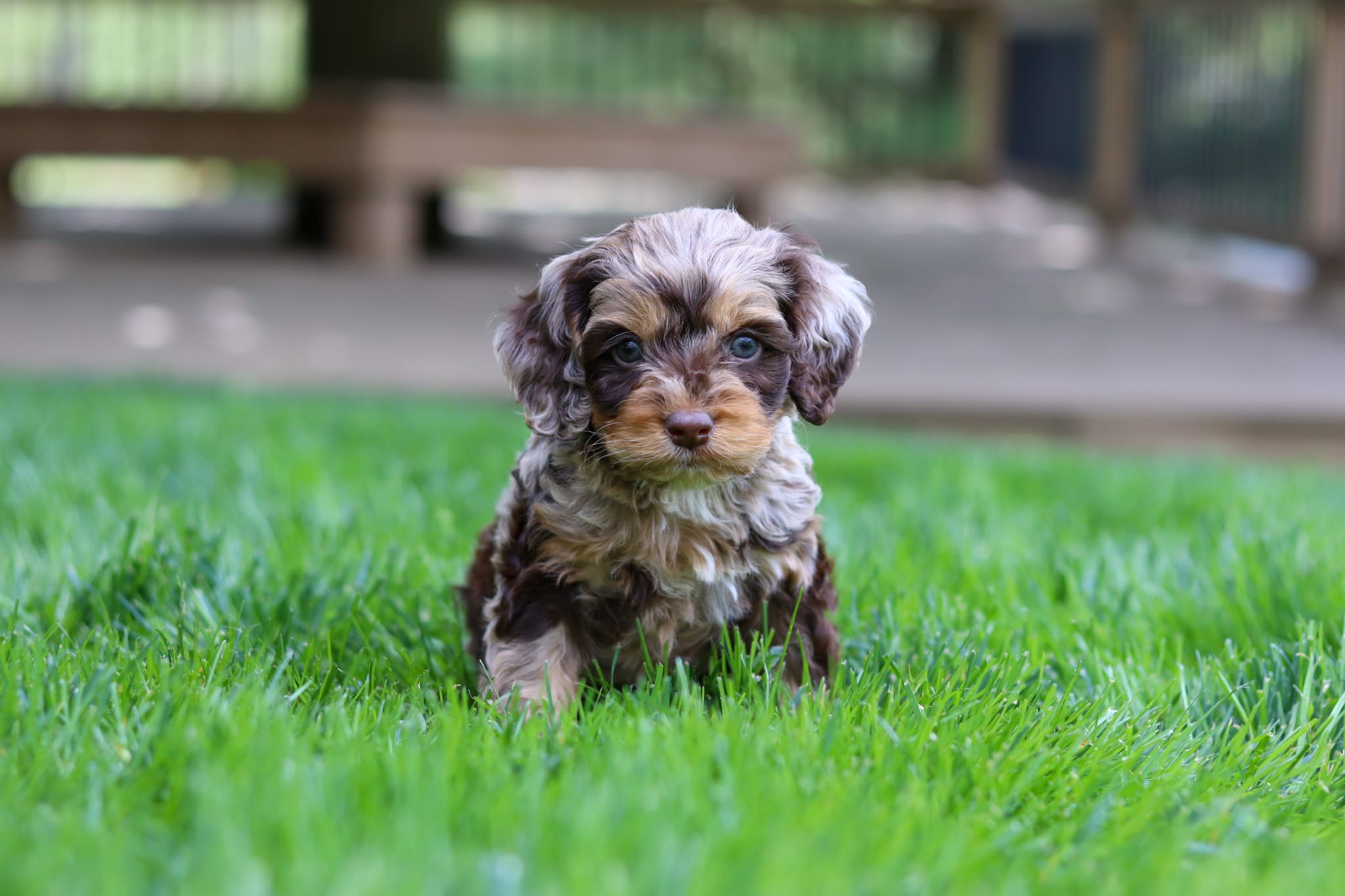 Maverick – Cockapoo puppy for sale in Millersburg, OH