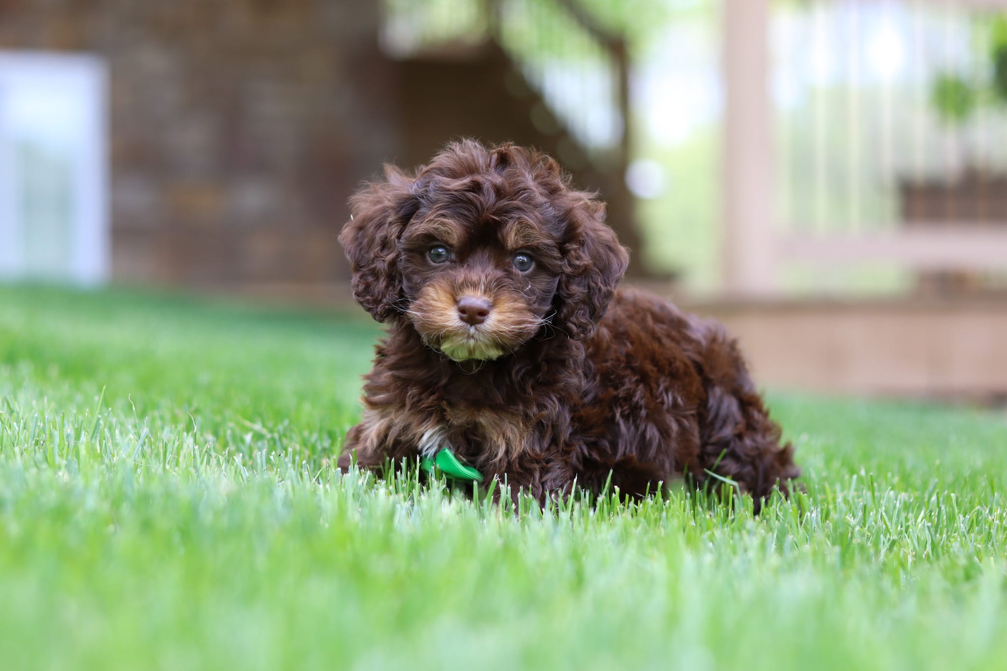 Theodore – Cockapoo puppy for sale in Millersburg, OH