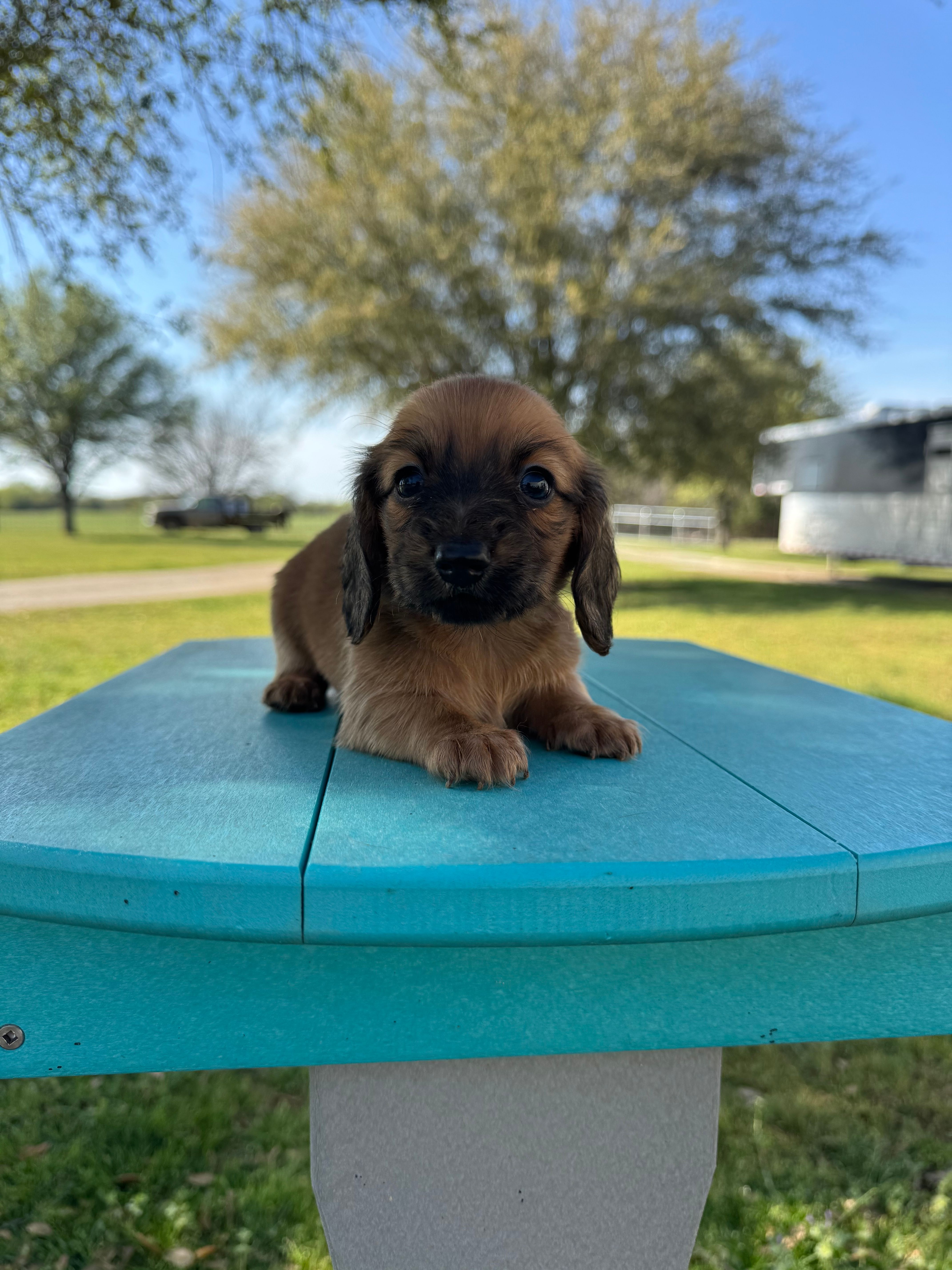 Bandit  – Miniature Dachshund puppy for sale in Wapanucka, OK