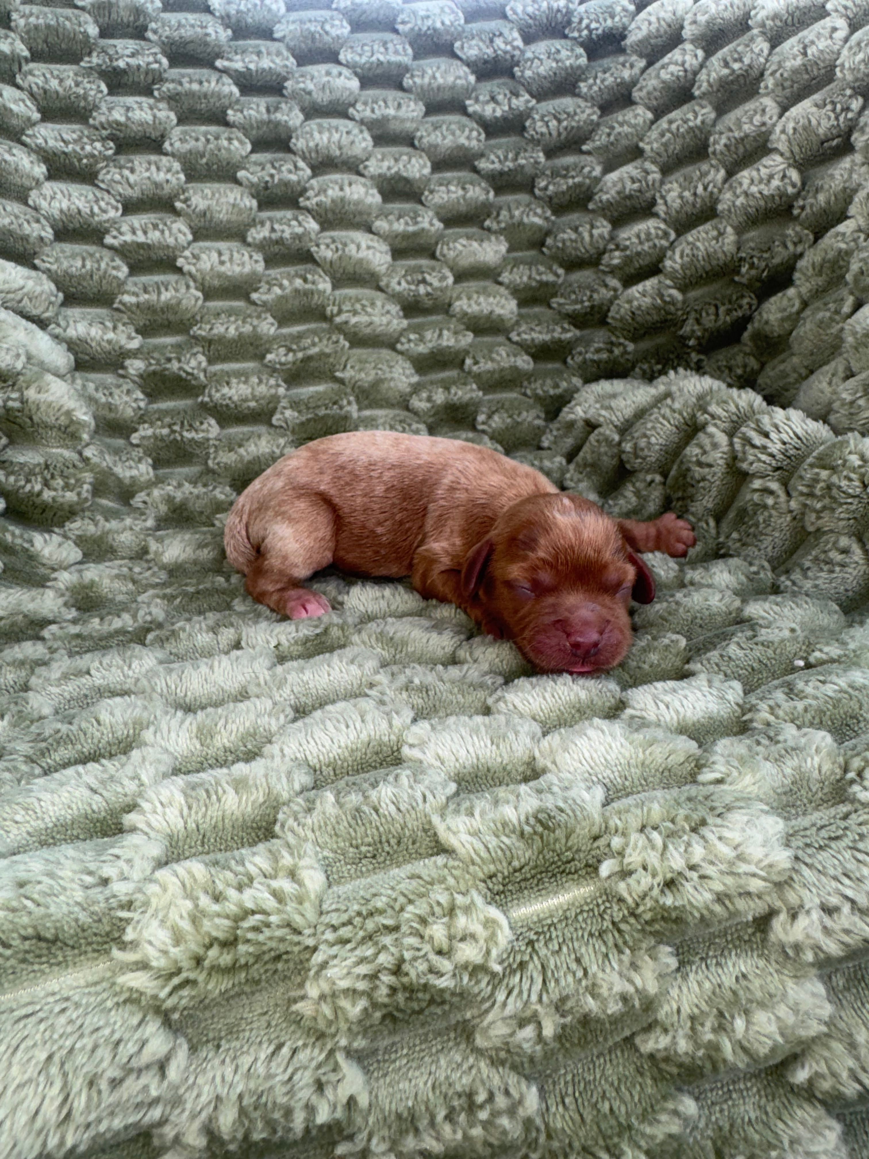 Scout – Cavapoo puppy for sale in Wapanucka, OK