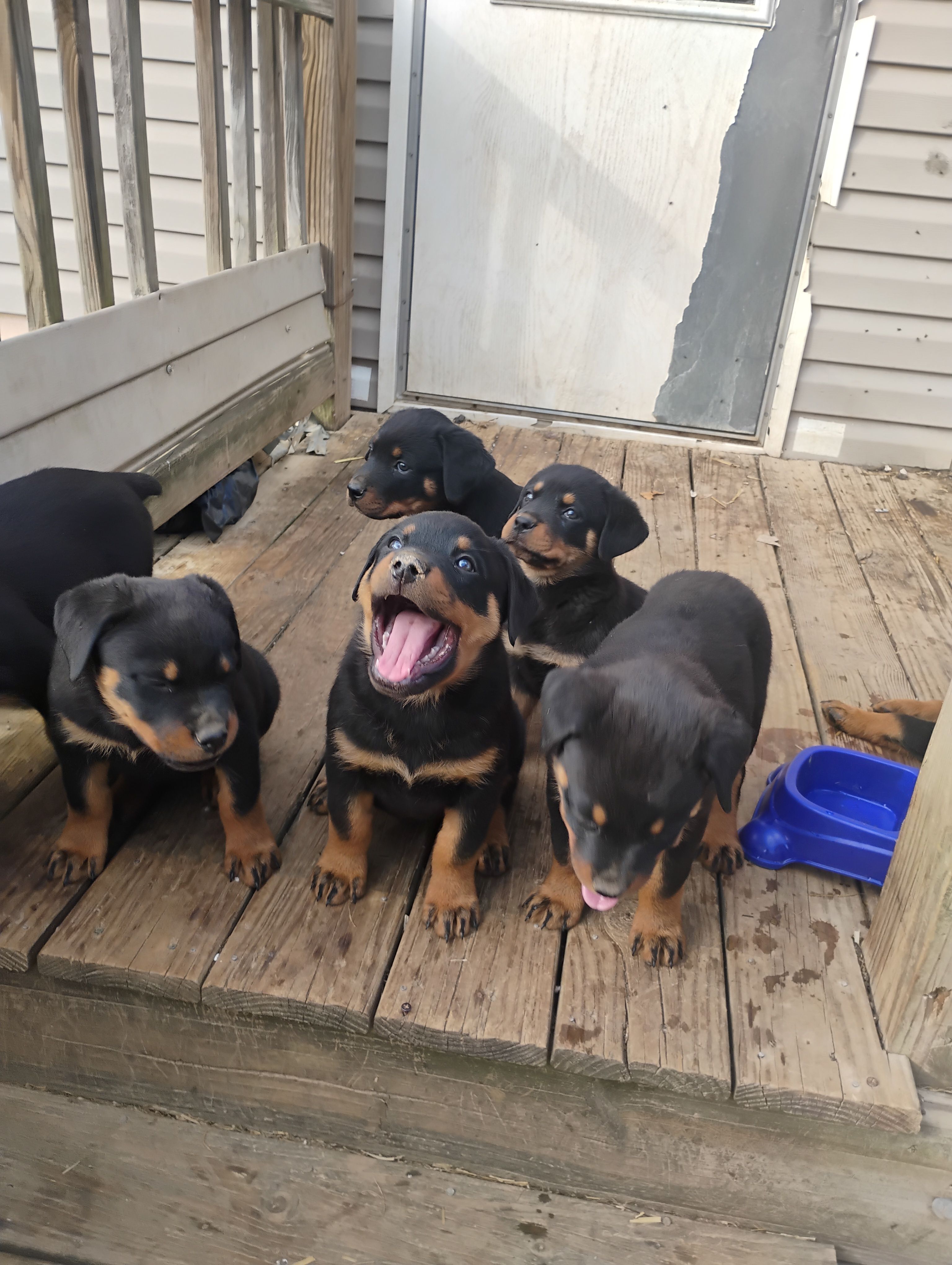 Boss Black, a male Rottweiler for sale in Fredericksburg, IN – Photo 8 of 10