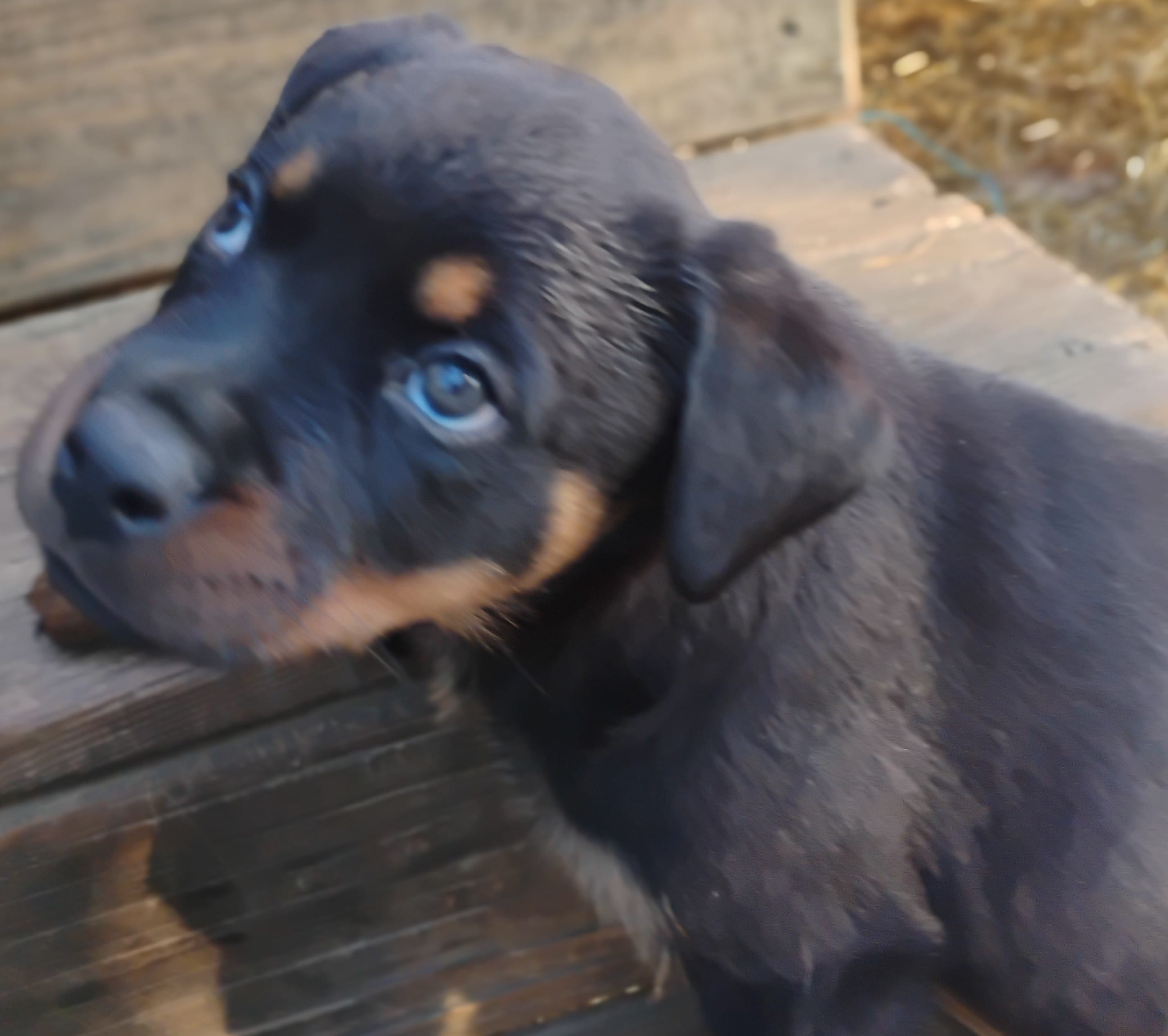 Boss Black, a male Rottweiler for sale in Fredericksburg, IN – Photo 5 of 10