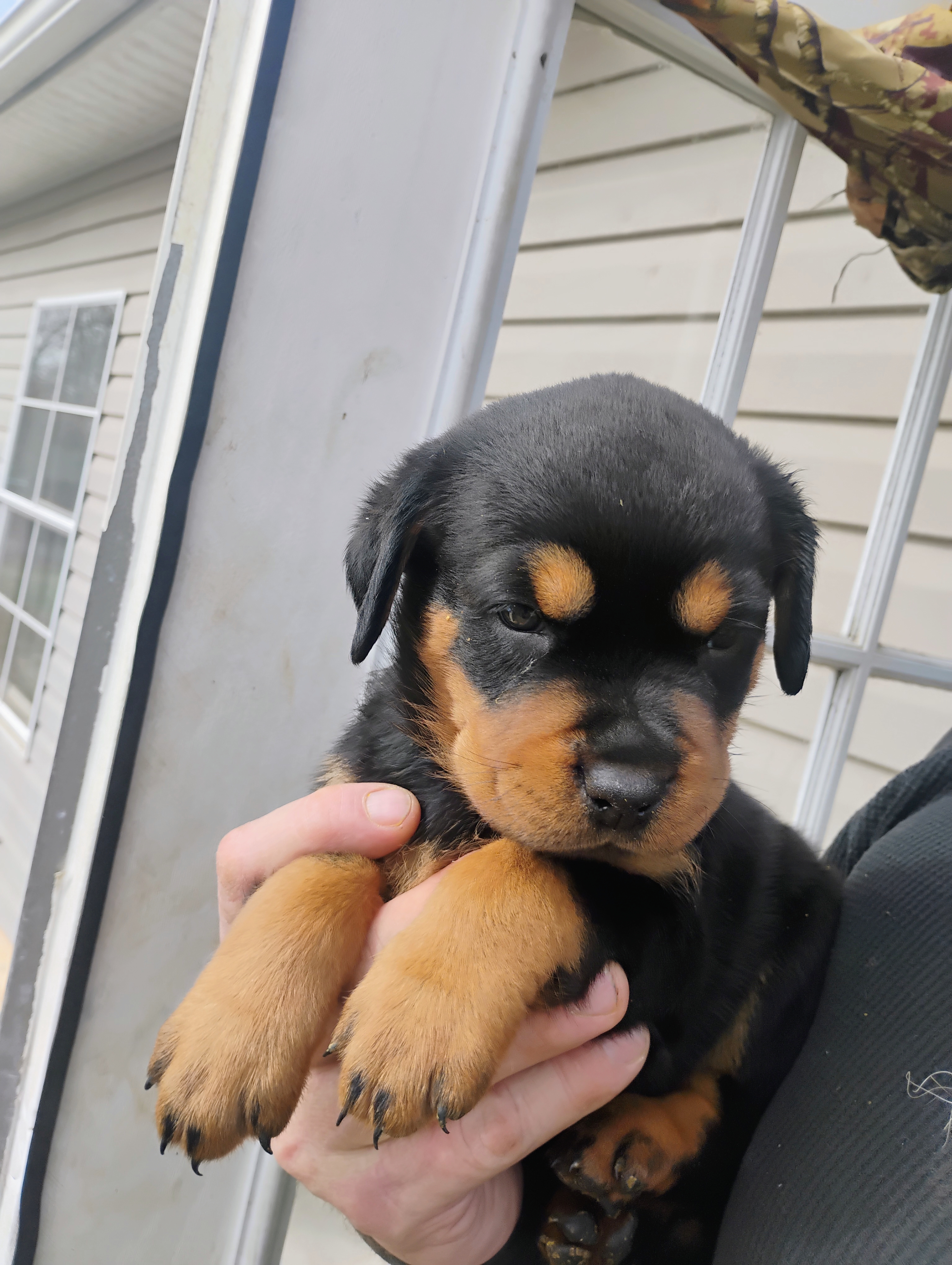 Boss Black, a male Rottweiler for sale in Fredericksburg, IN – Photo 9 of 10