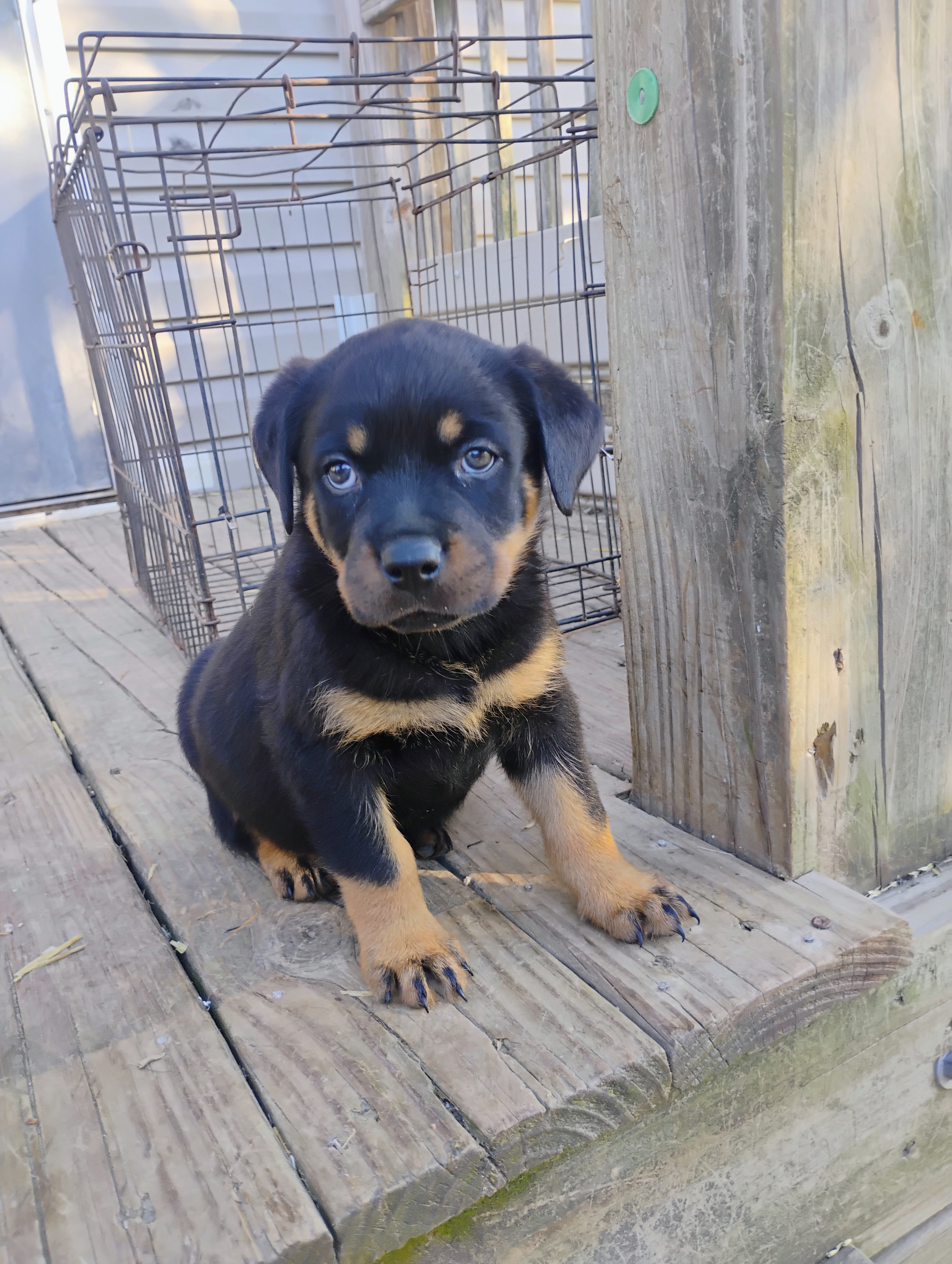 Boss Black, a male Rottweiler for sale in Fredericksburg, IN – Photo 10 of 10