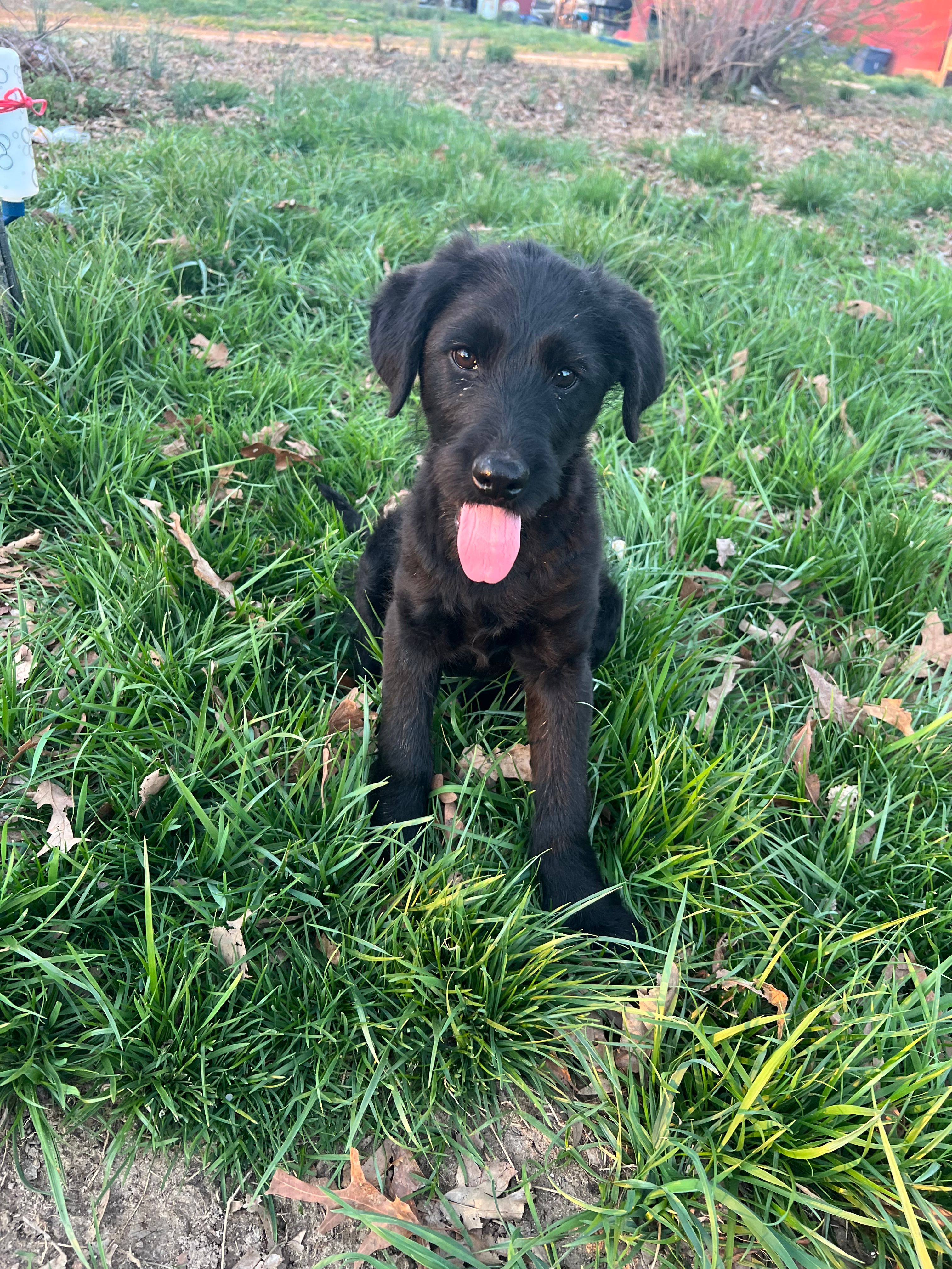 Alex and Lexi – German Shepherd Dog, Goldendoodle puppy for sale in Gretna, VA