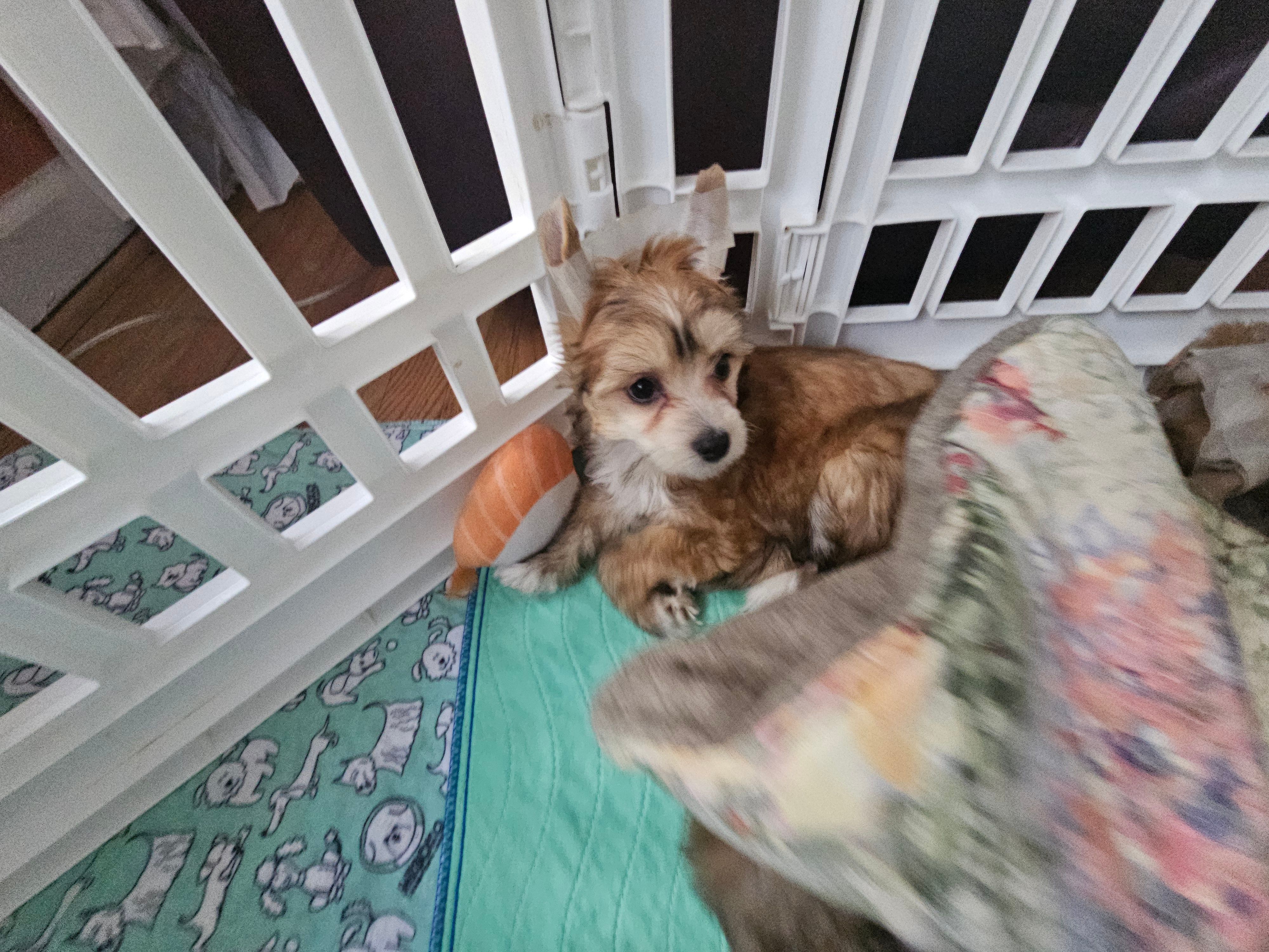 Kali – Chinese Crested puppy for sale in Milton, GA