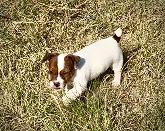 Faye – Jack Russell Terrier puppy for sale in Rocky Ford, CO