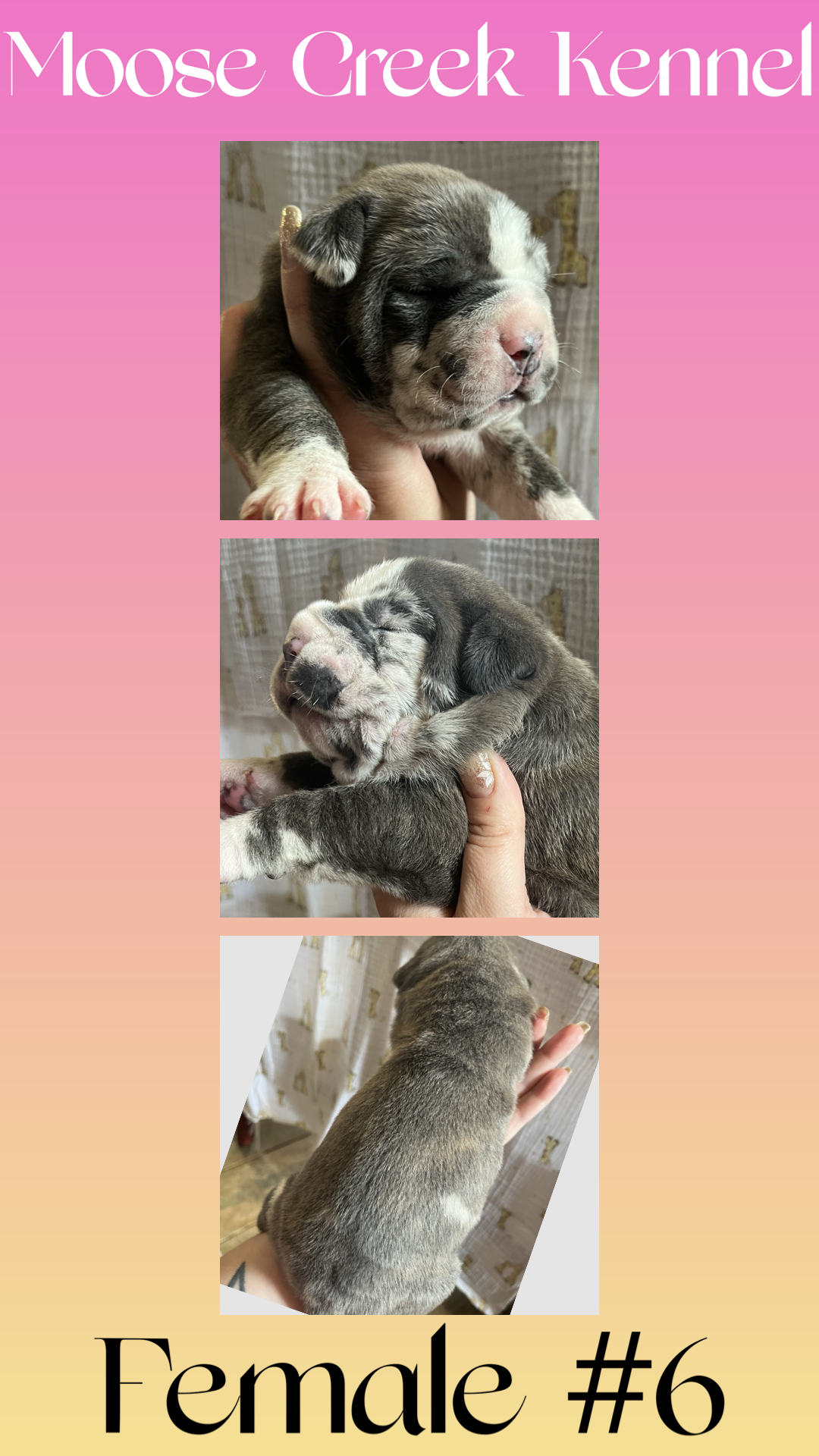 Female #6 – Cane Corso, Olde English Bulldogge puppy for sale in Shevlin, MN