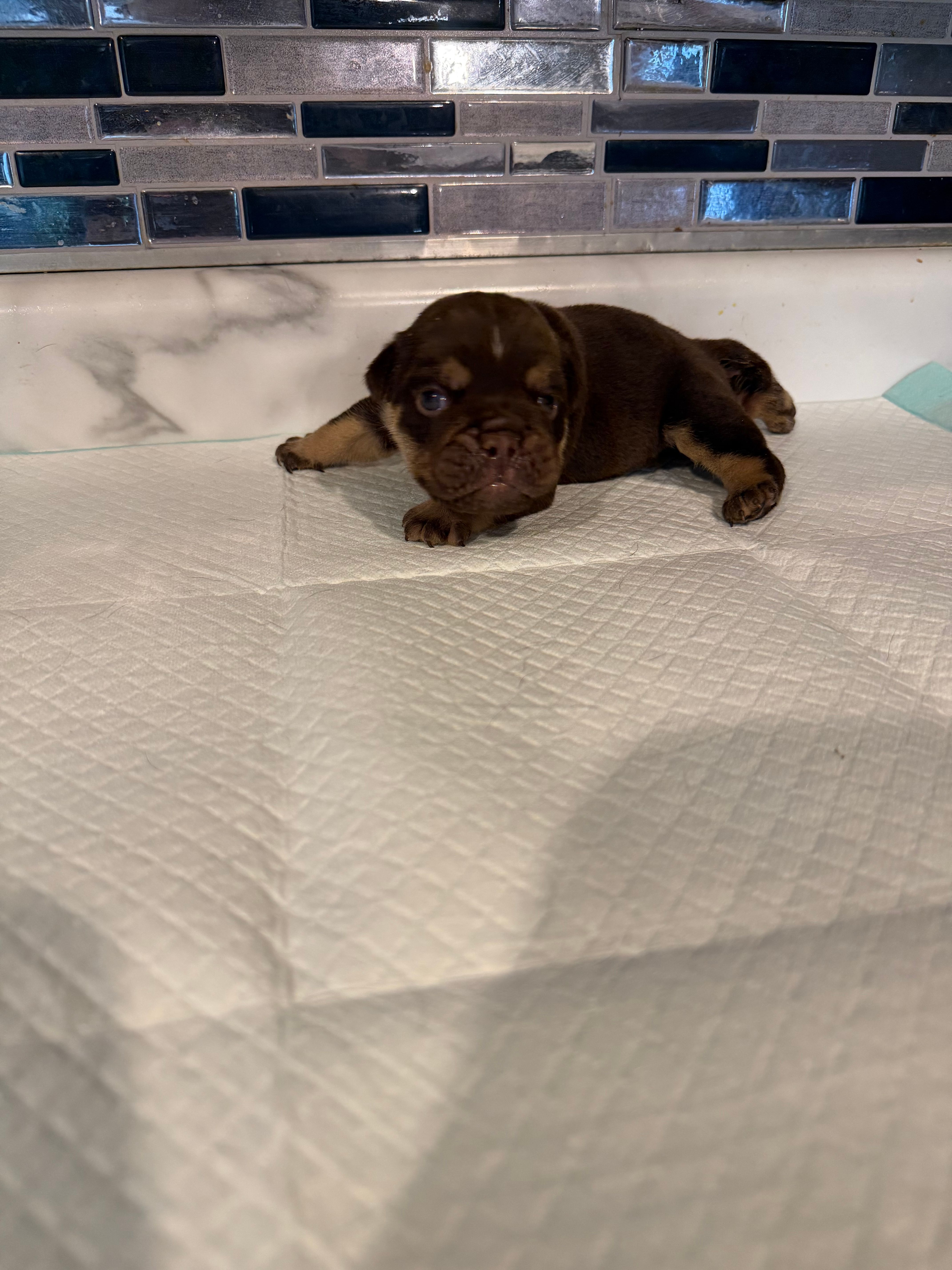 Chocolate boy  – English Bulldog puppy for sale in Wheeling, WV