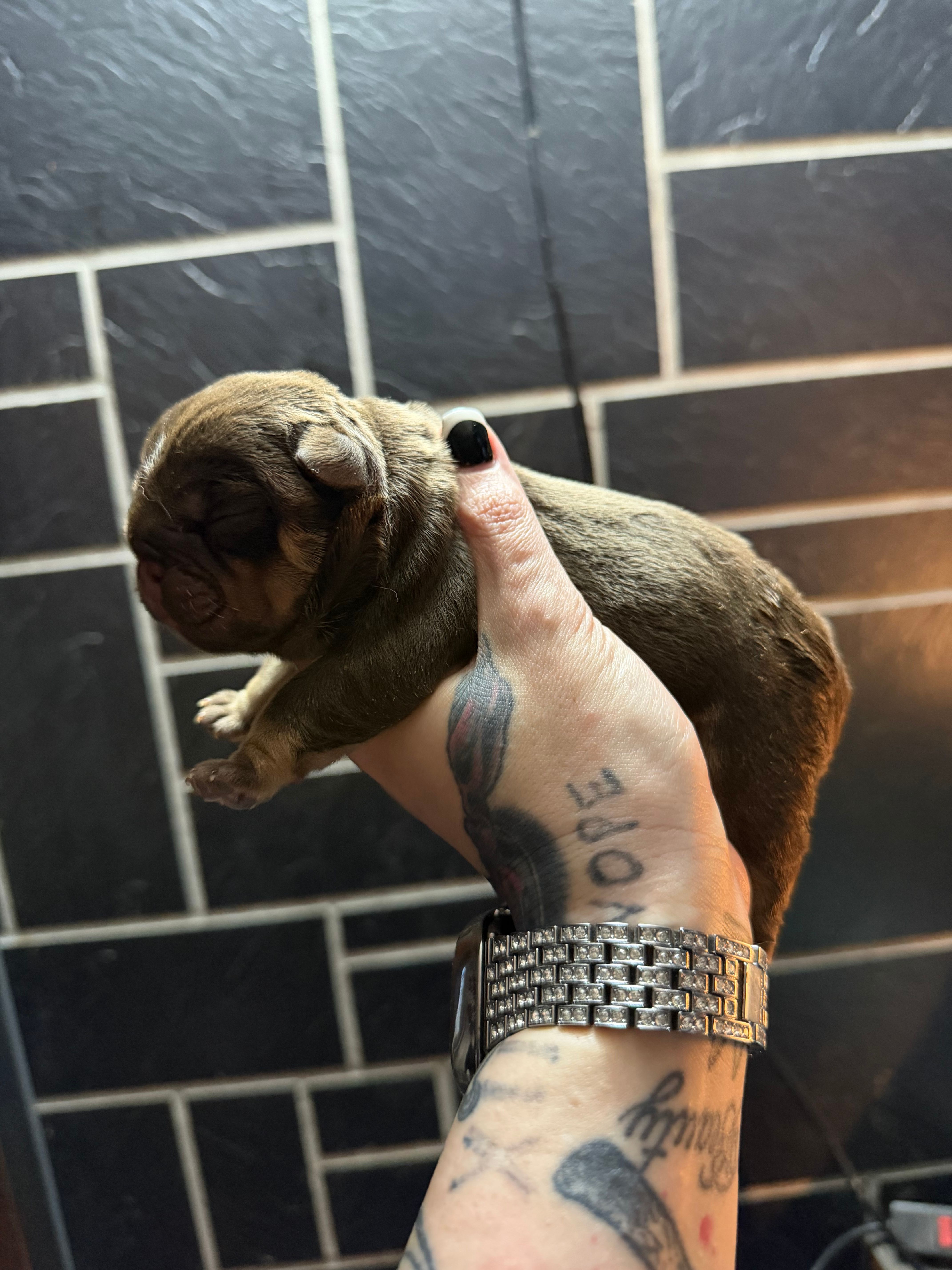 Chocolate male – English Bulldog puppy for sale in Wheeling, WV