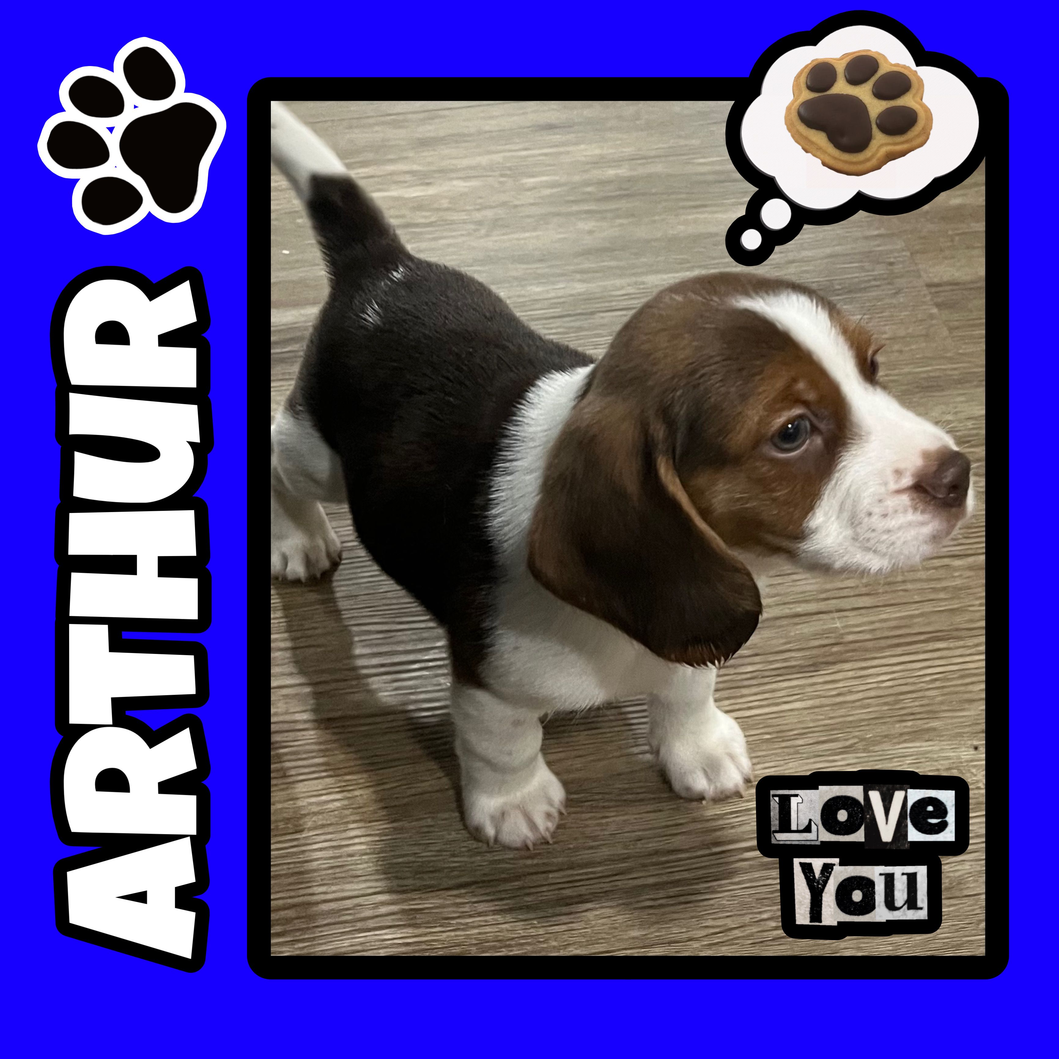 ASTRO💙 – Beagle puppy for sale in Gaffney, SC