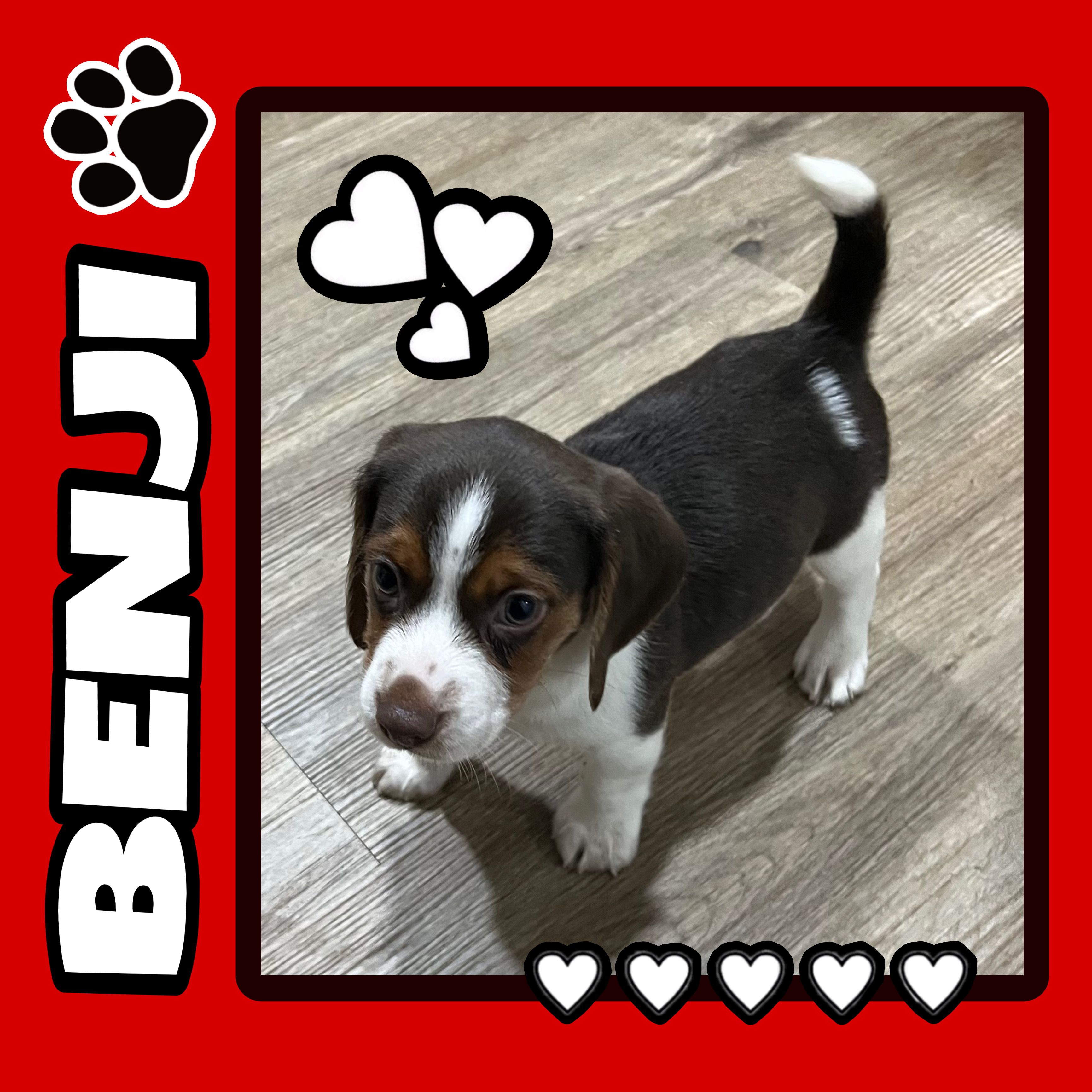 BENJI💙 – Beagle puppy for sale in Gaffney, SC
