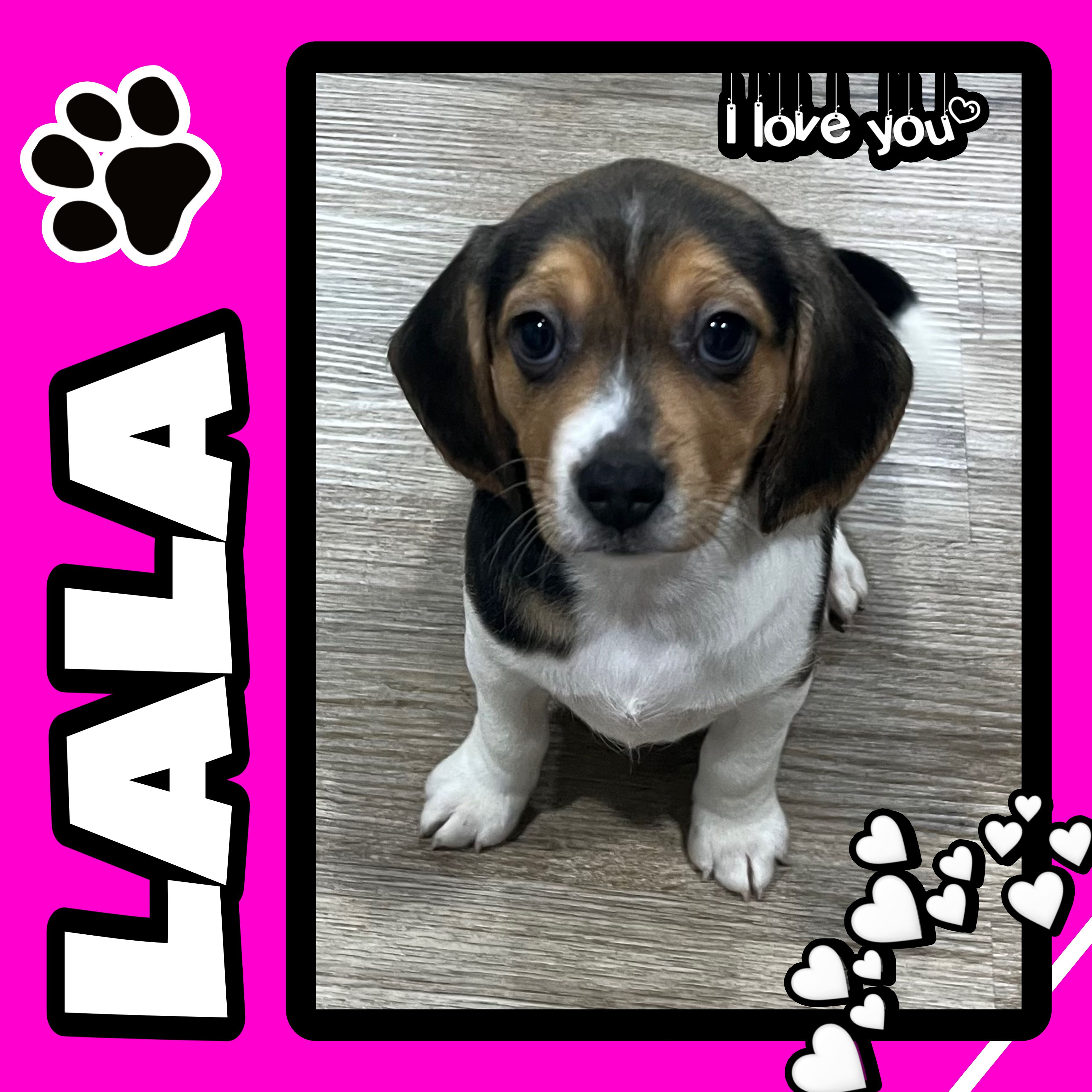LALA🩷 – Beagle puppy for sale in Gaffney, SC