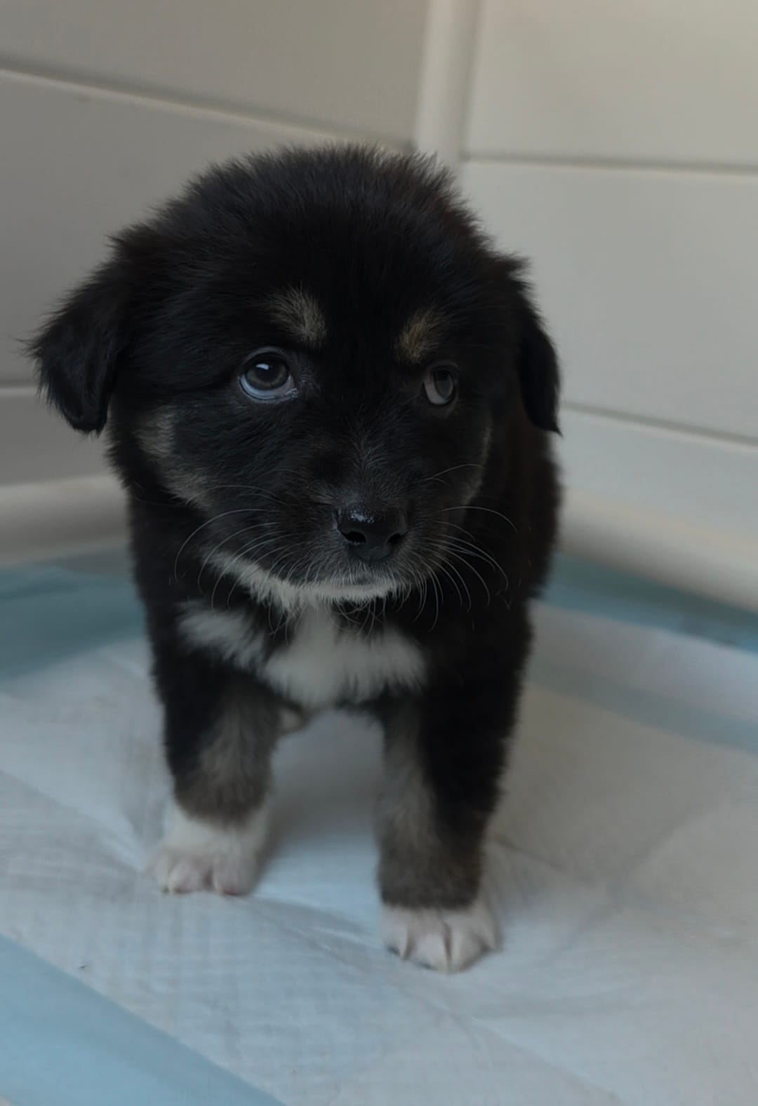 Pearl  – Australian Shepherd puppy for sale in Lake Geneva, WI