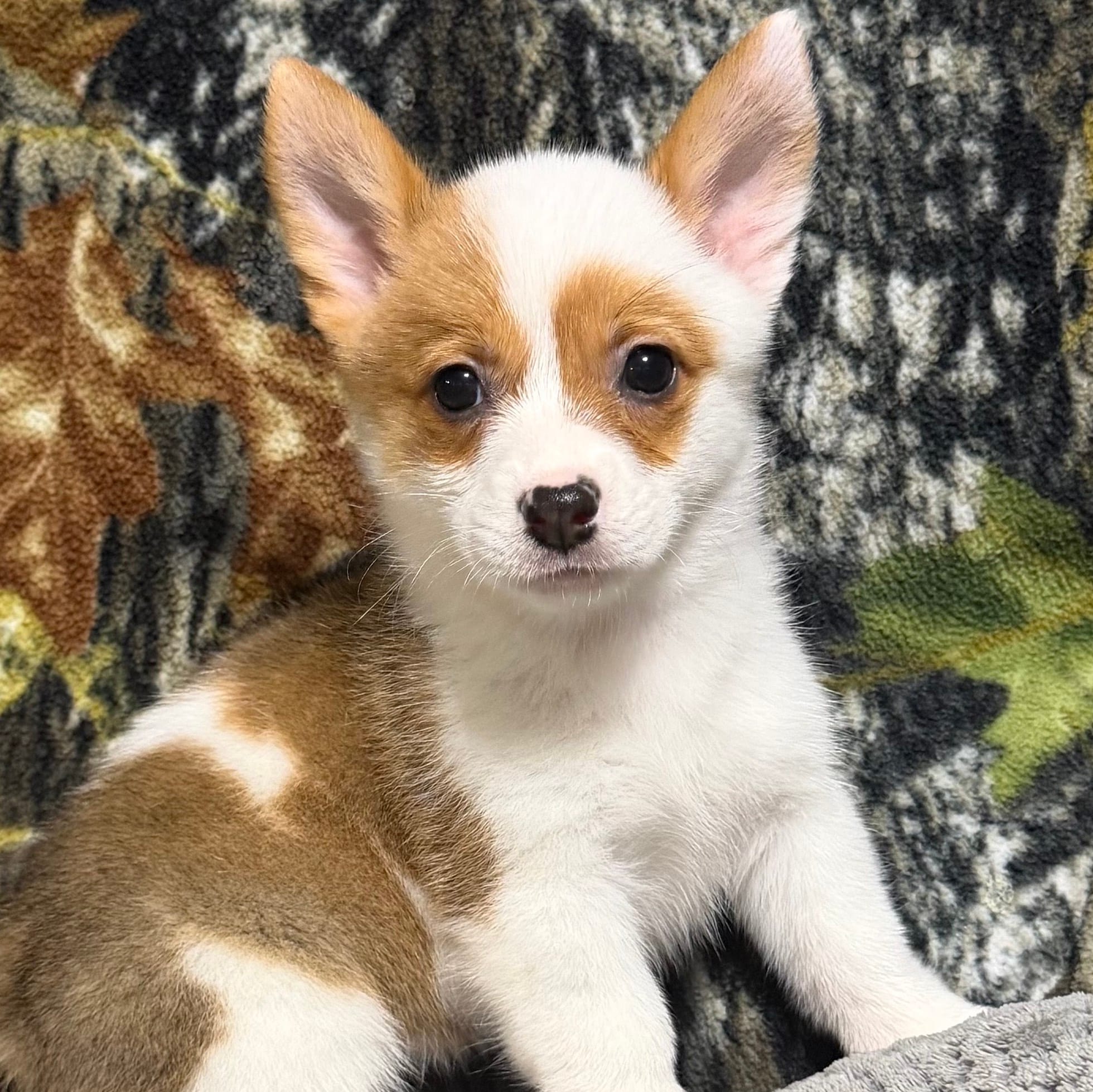 AKC Girl  2 – Pembroke Welsh Corgi puppy for sale in Weatherford, TX